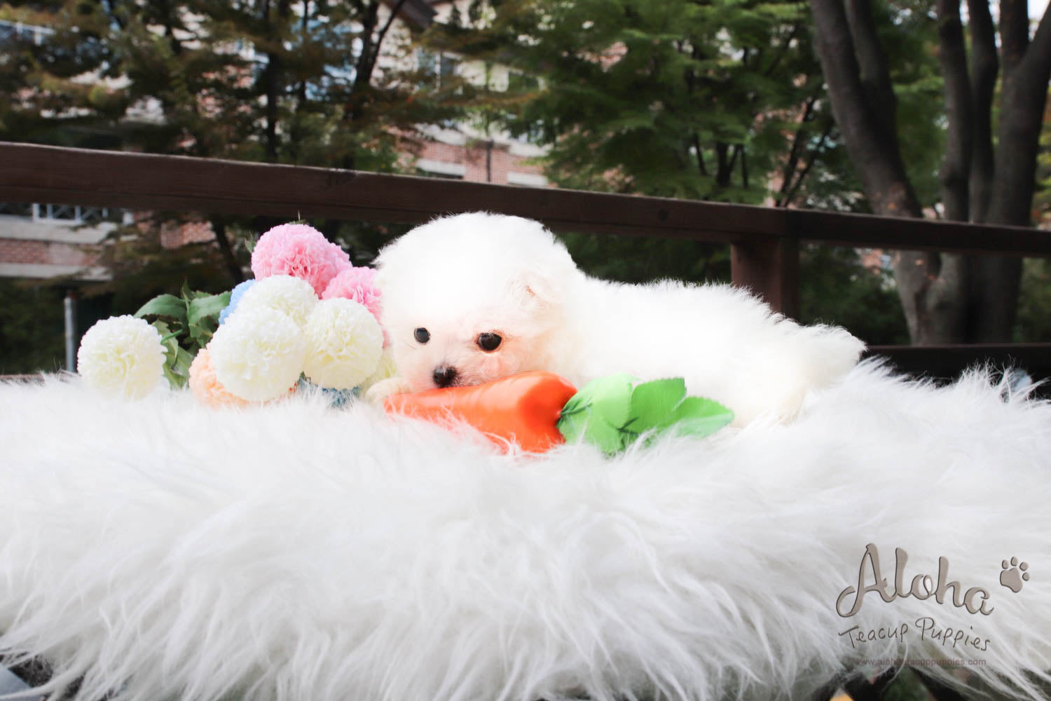 Moco - [Maltese]