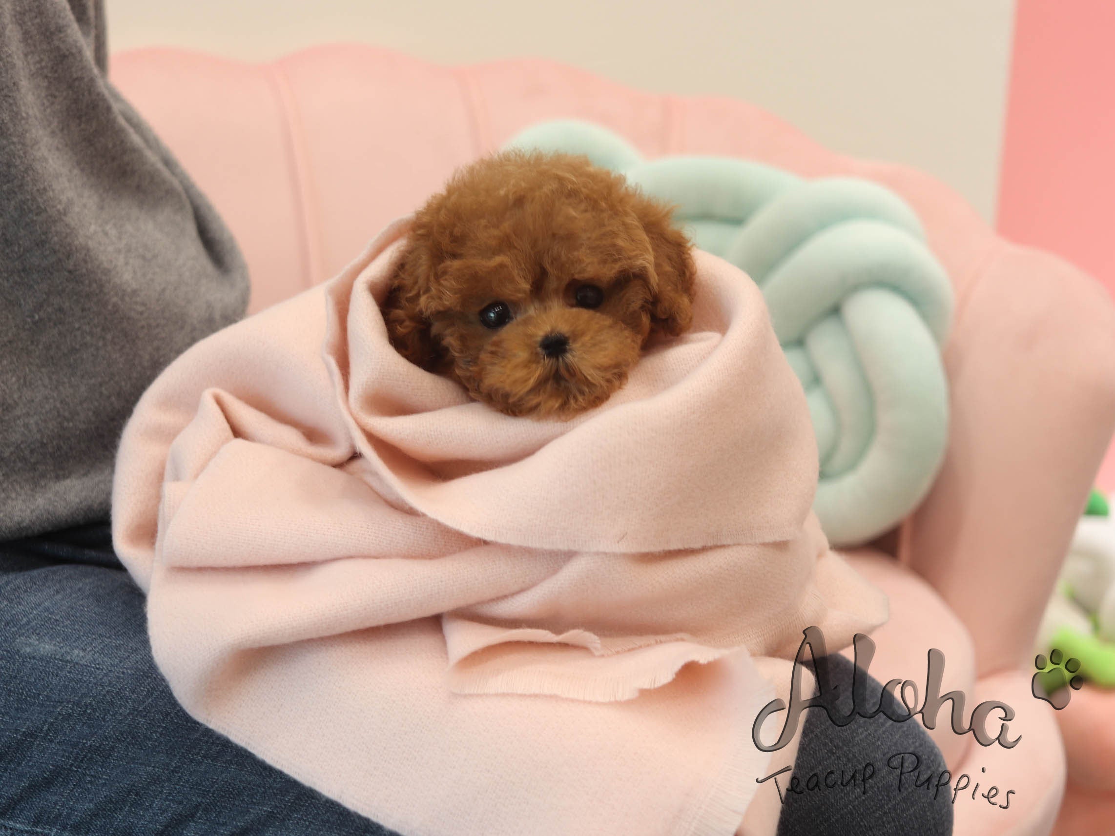 Mini [TEACUP Poodle]