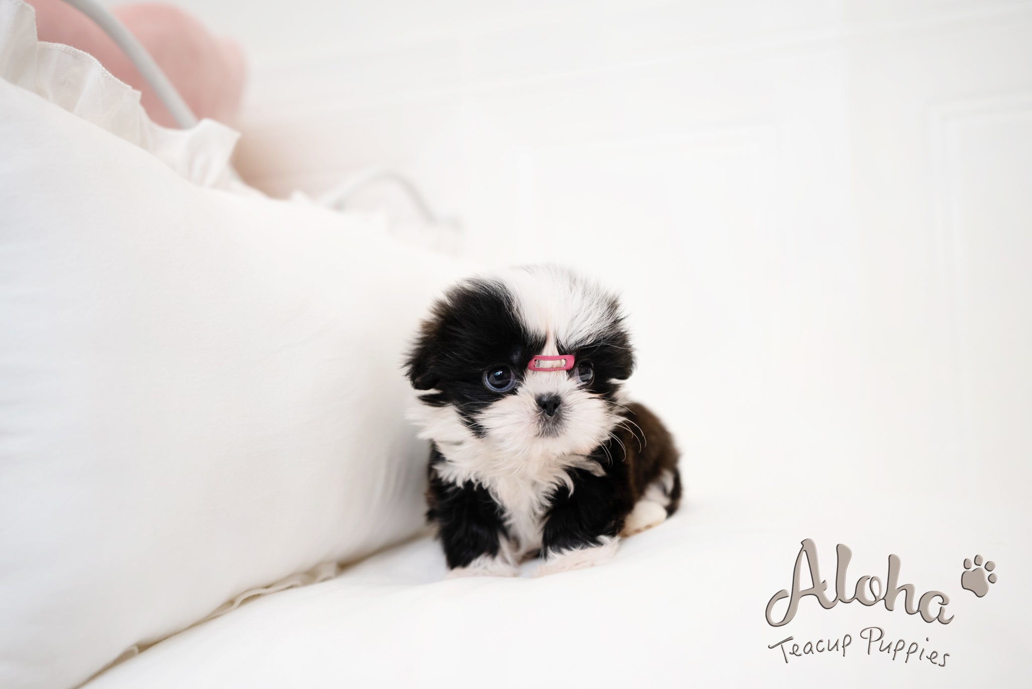 Zana [TEACUP Shihtzu]