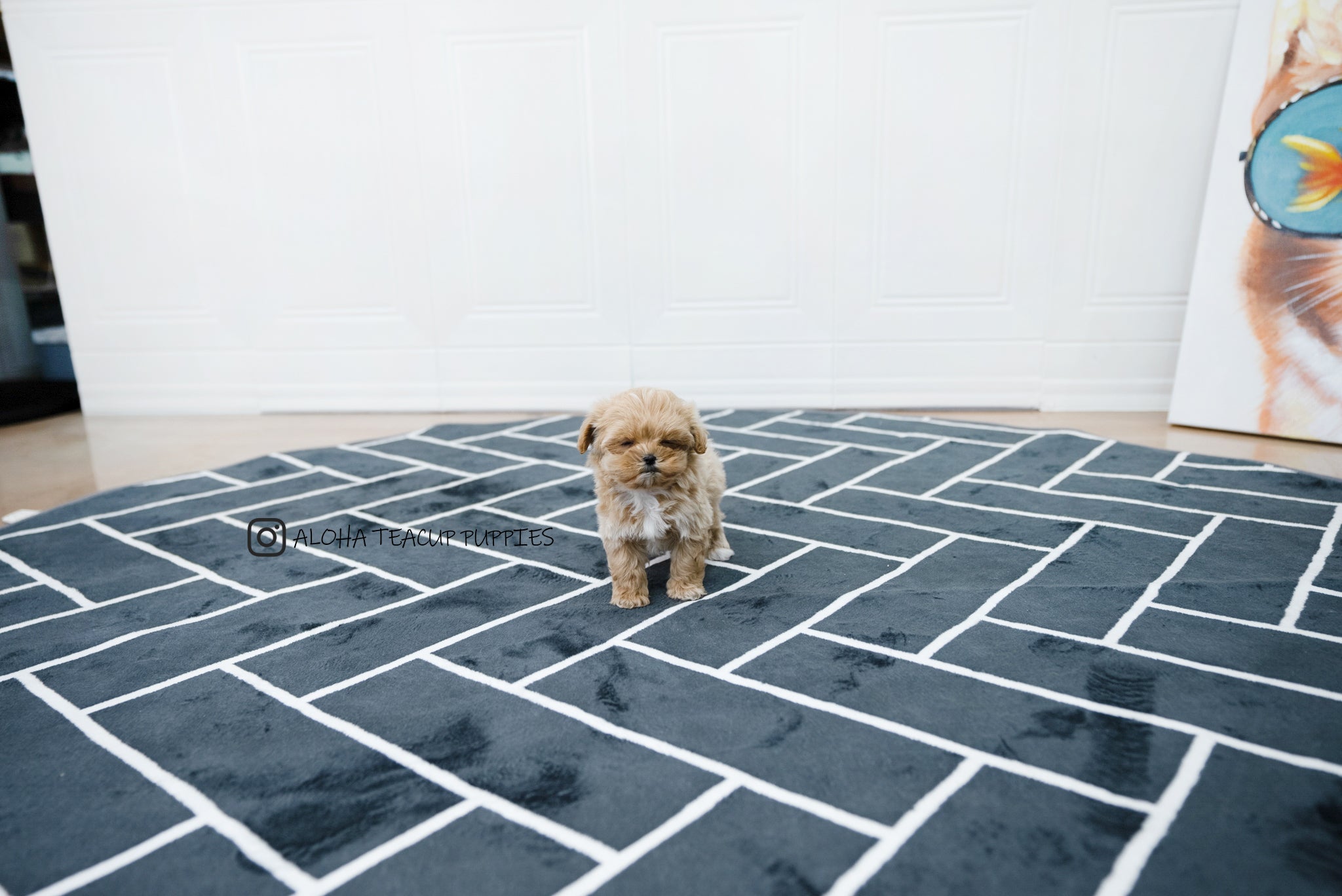 Chris [TEACUP MALTIPOO]