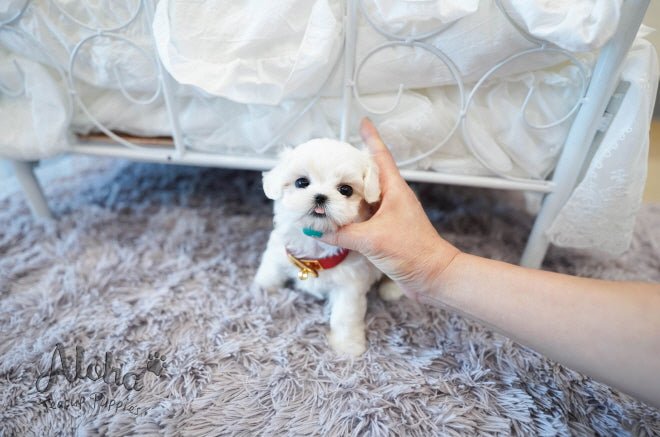 Lily [TEACUP MALTESE]