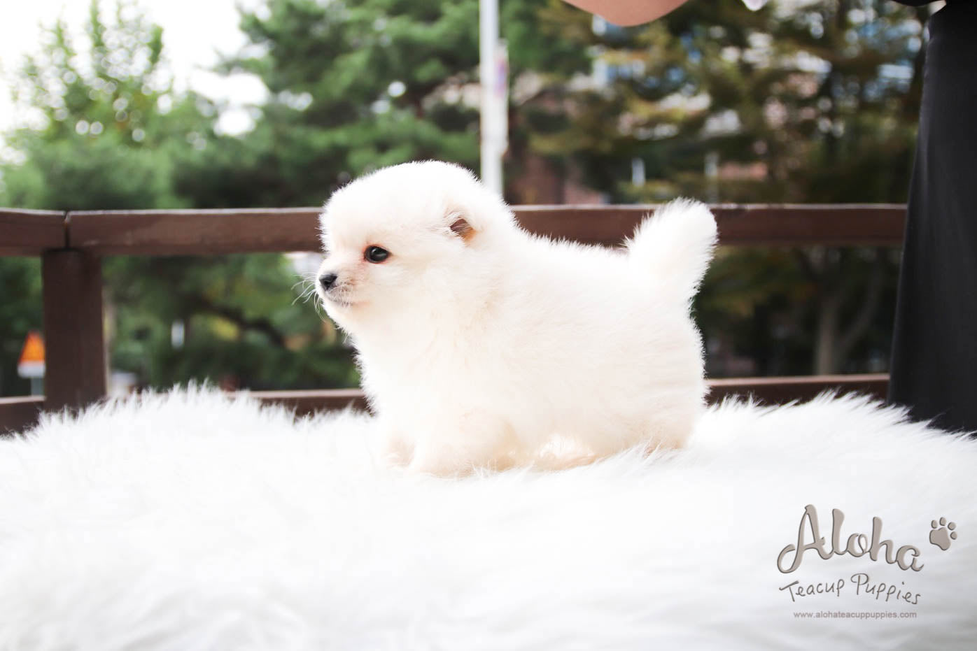 Kiko - [Pomeranian] - Sold to Shirin Lak