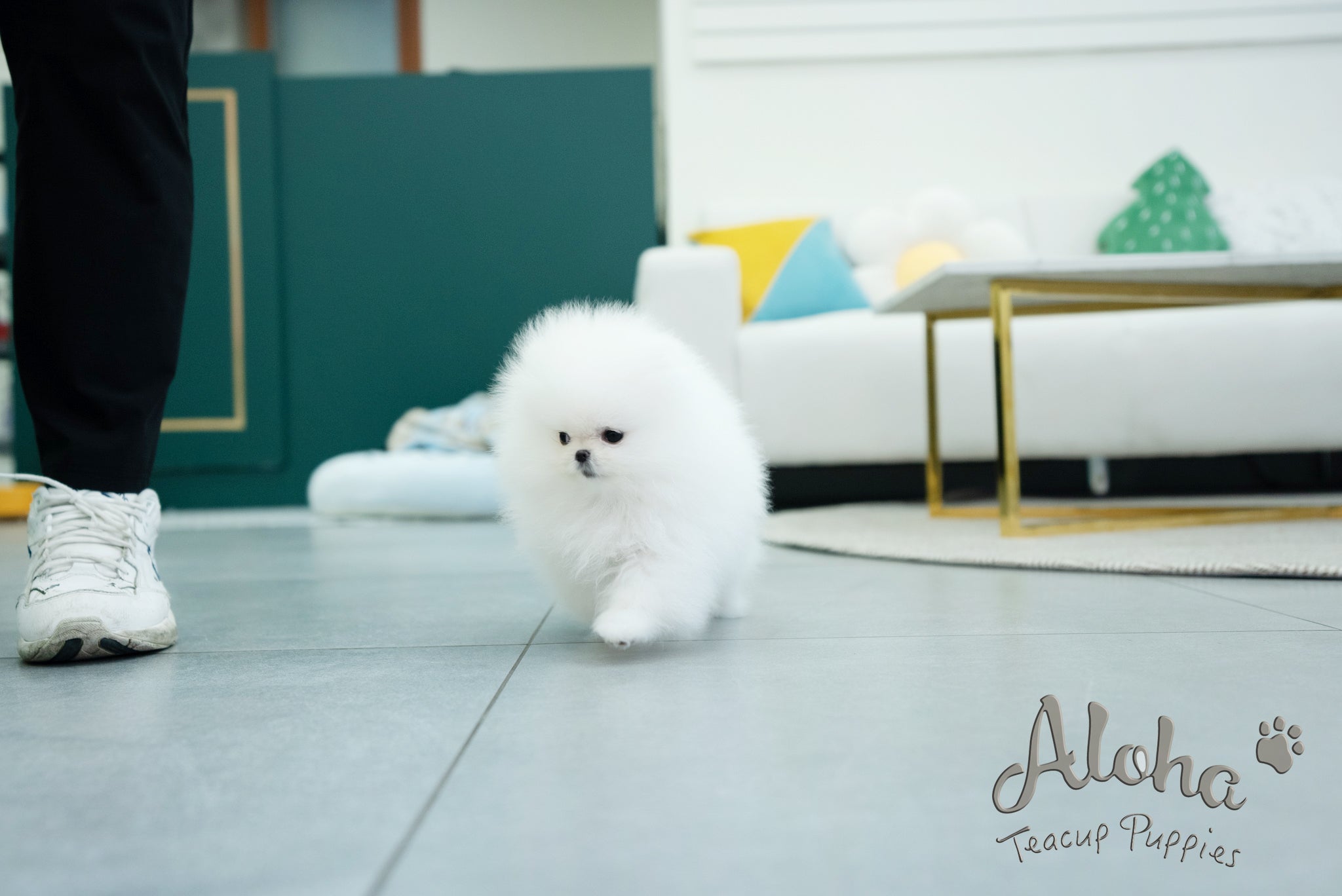 Annabel [TEACUP POMERANIAN]