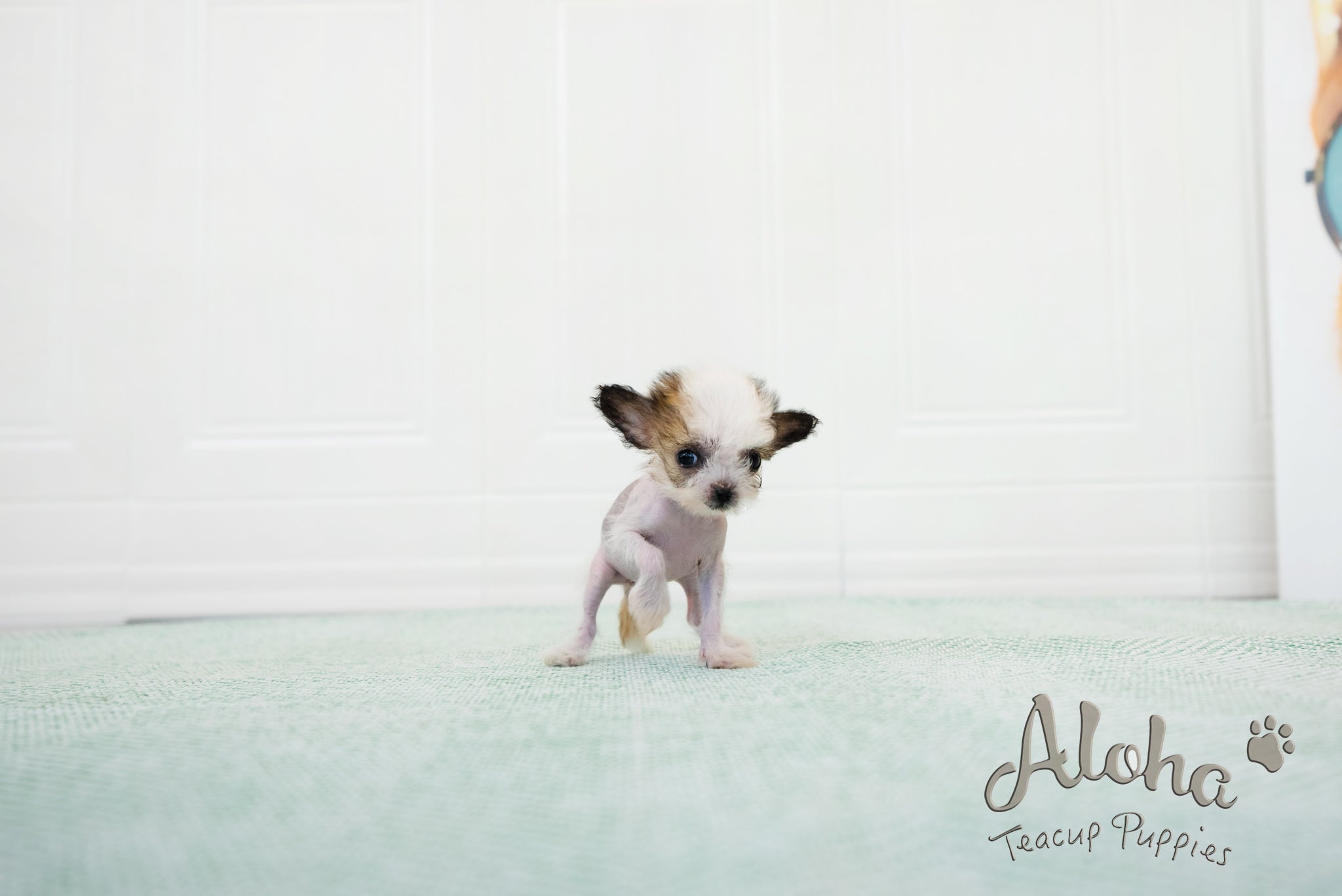 Charlotte [TEACUP Chinese Crested]
