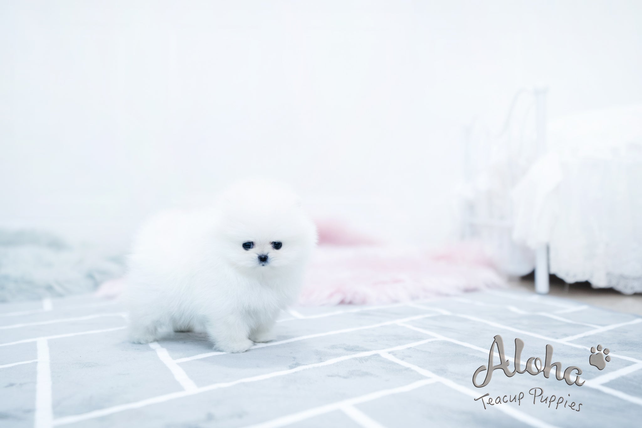 Bear [TEACUP POMERANIAN]