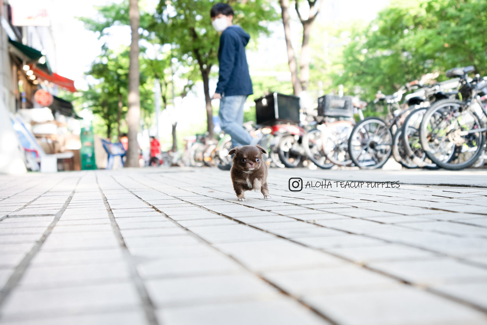 Kenzo [TEACUP Chihuahua]