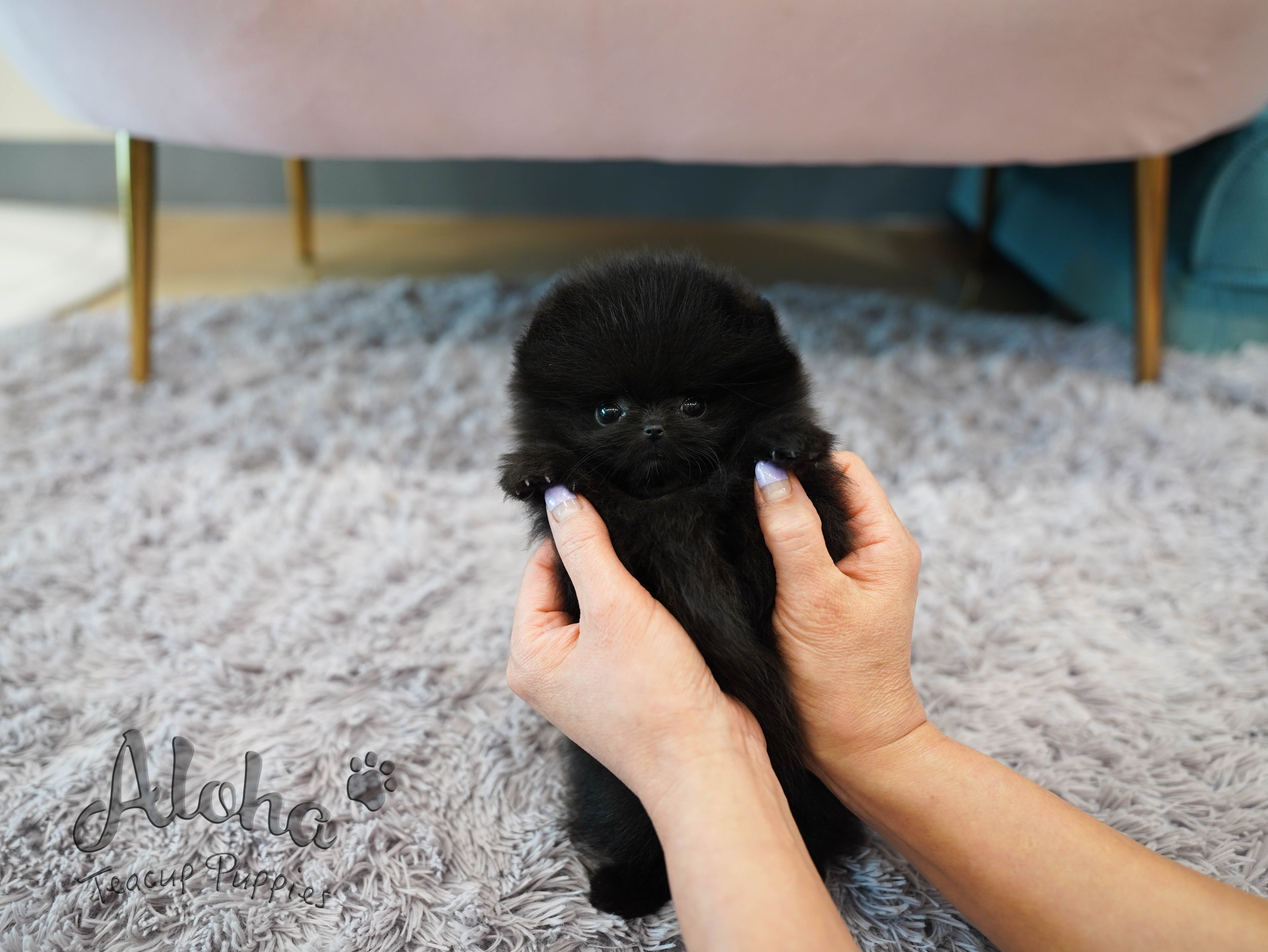 Lulu [TEACUP POMERANIAN]