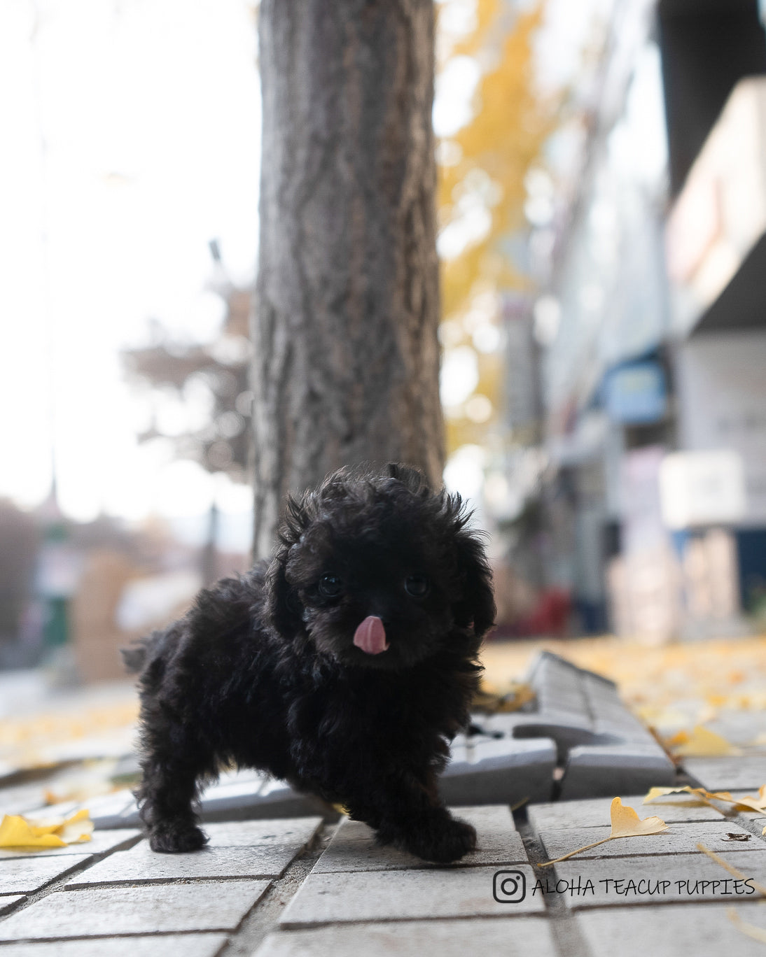 Ramona [TEACUP POODLE]