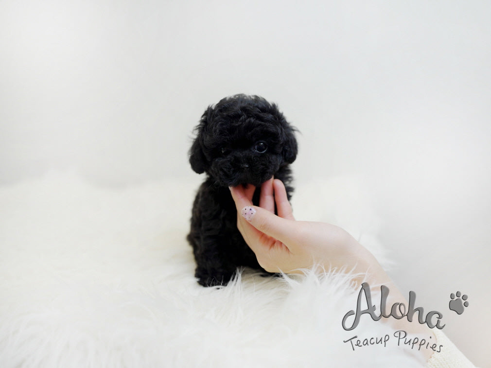 Pony [TEACUP POODLE]