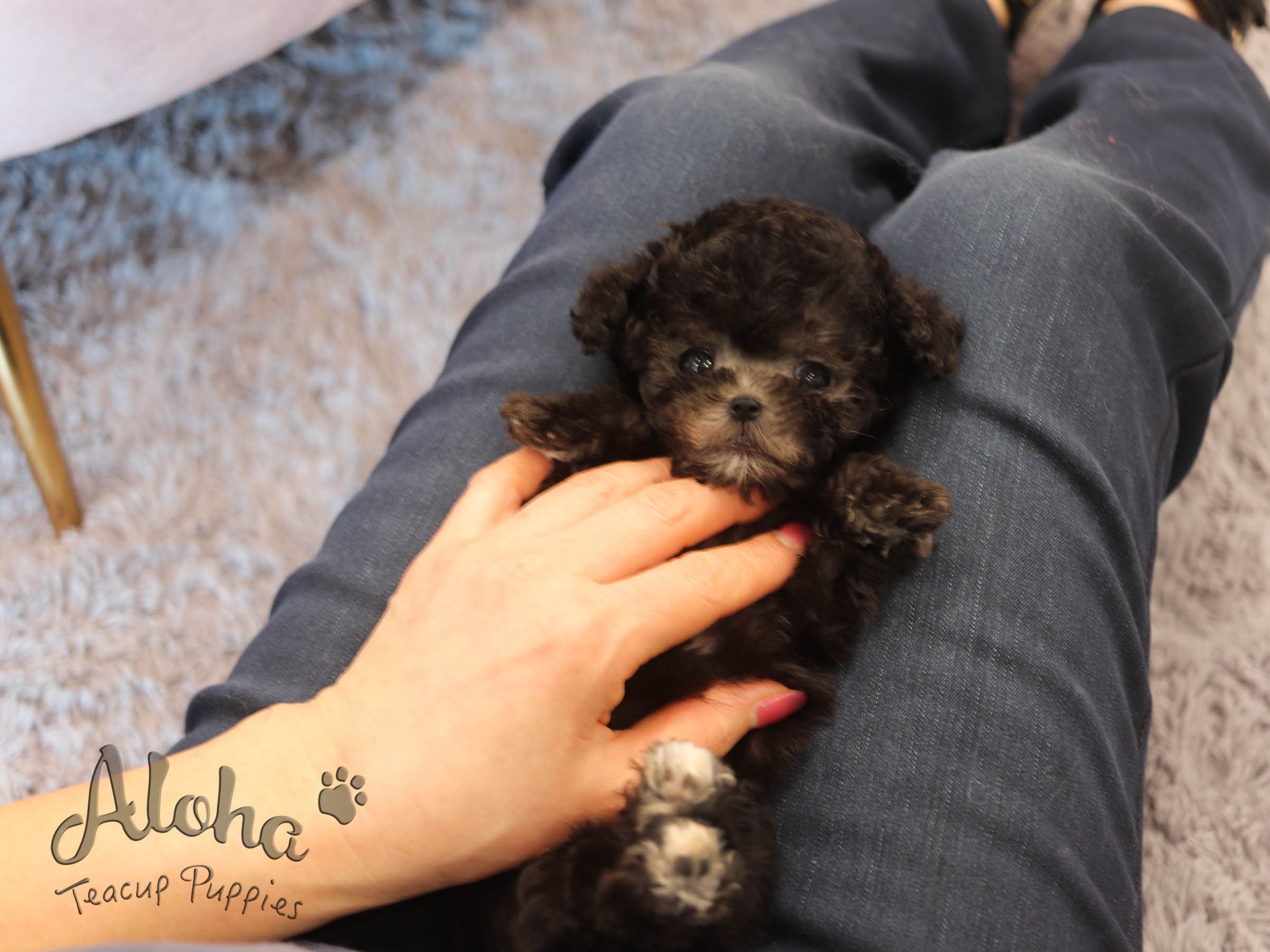 Oreo [TEACUP POODLE]