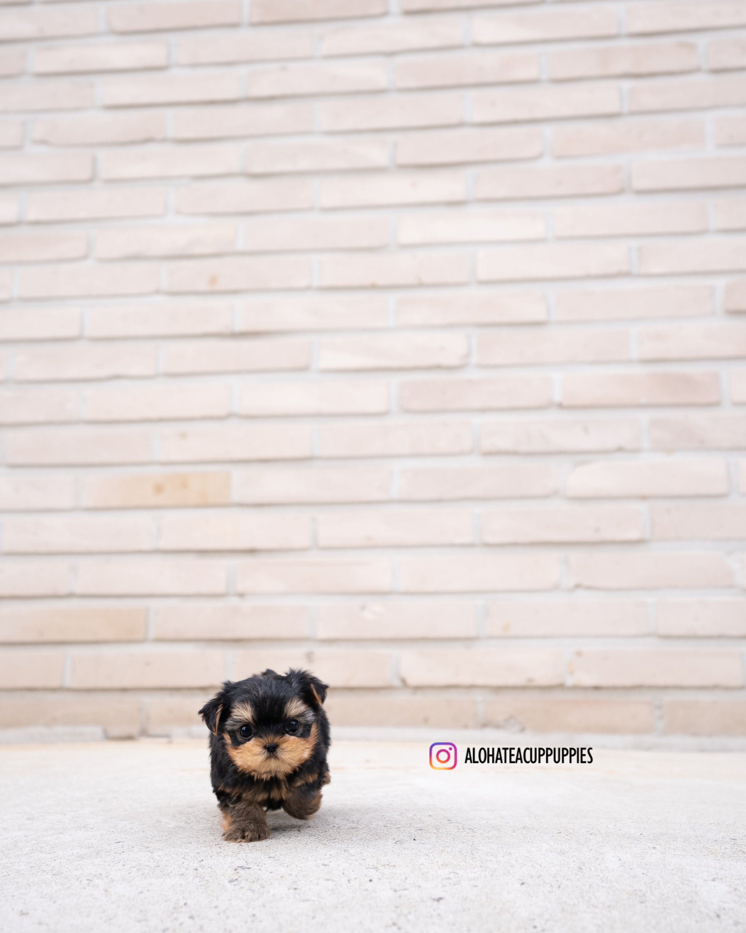 Charlotte [TEACUP YORKIE]