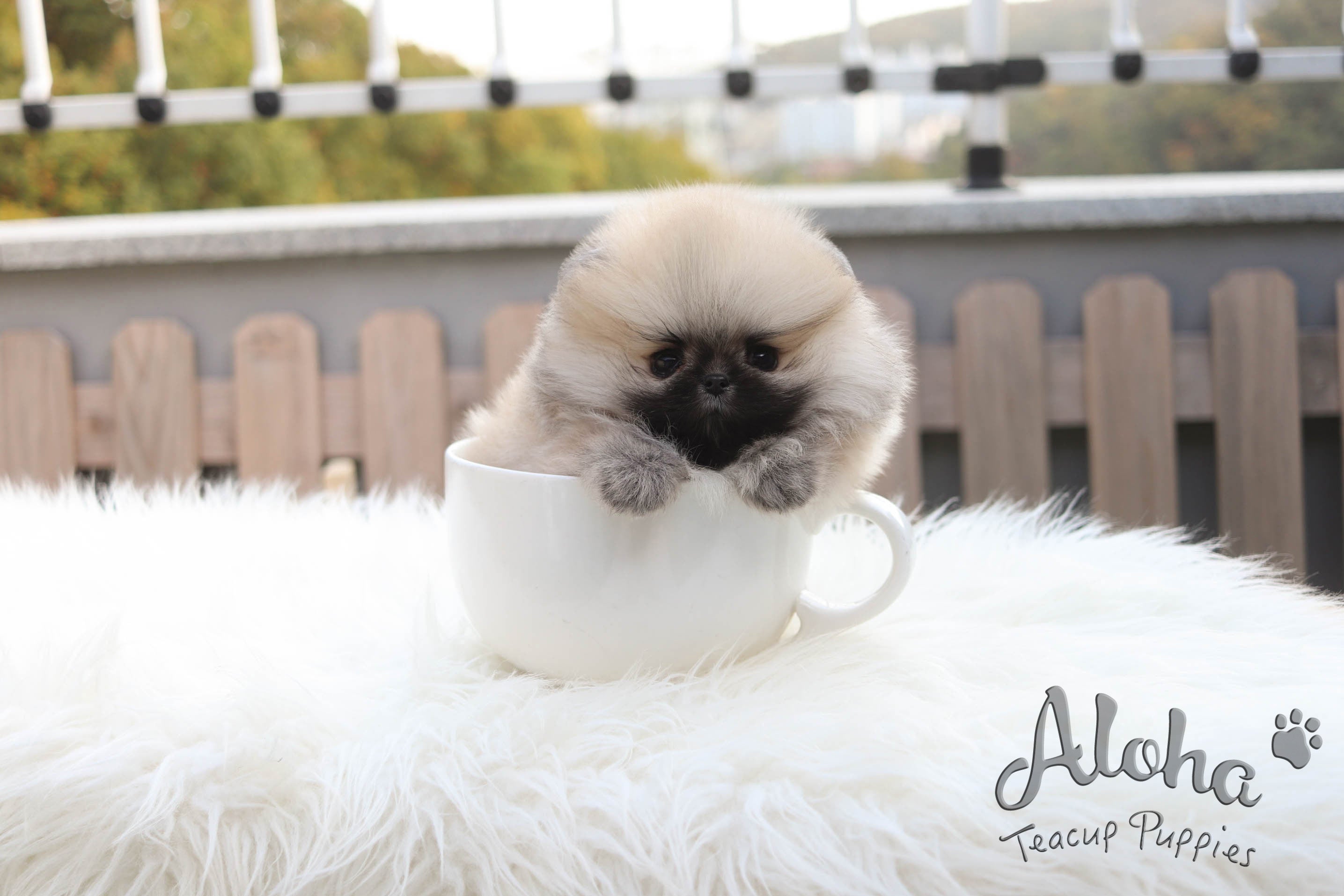 Vendido a Timothy, Brownie [Pomerania TOY]