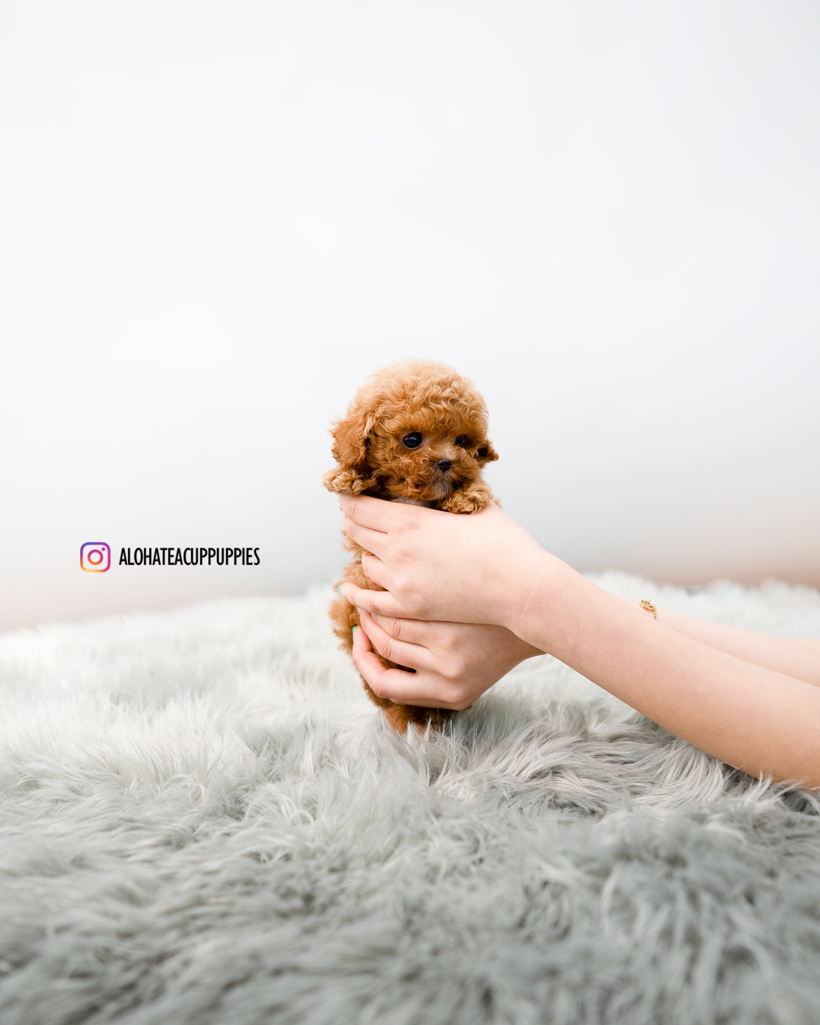 Dewey [TEACUP POODLE]