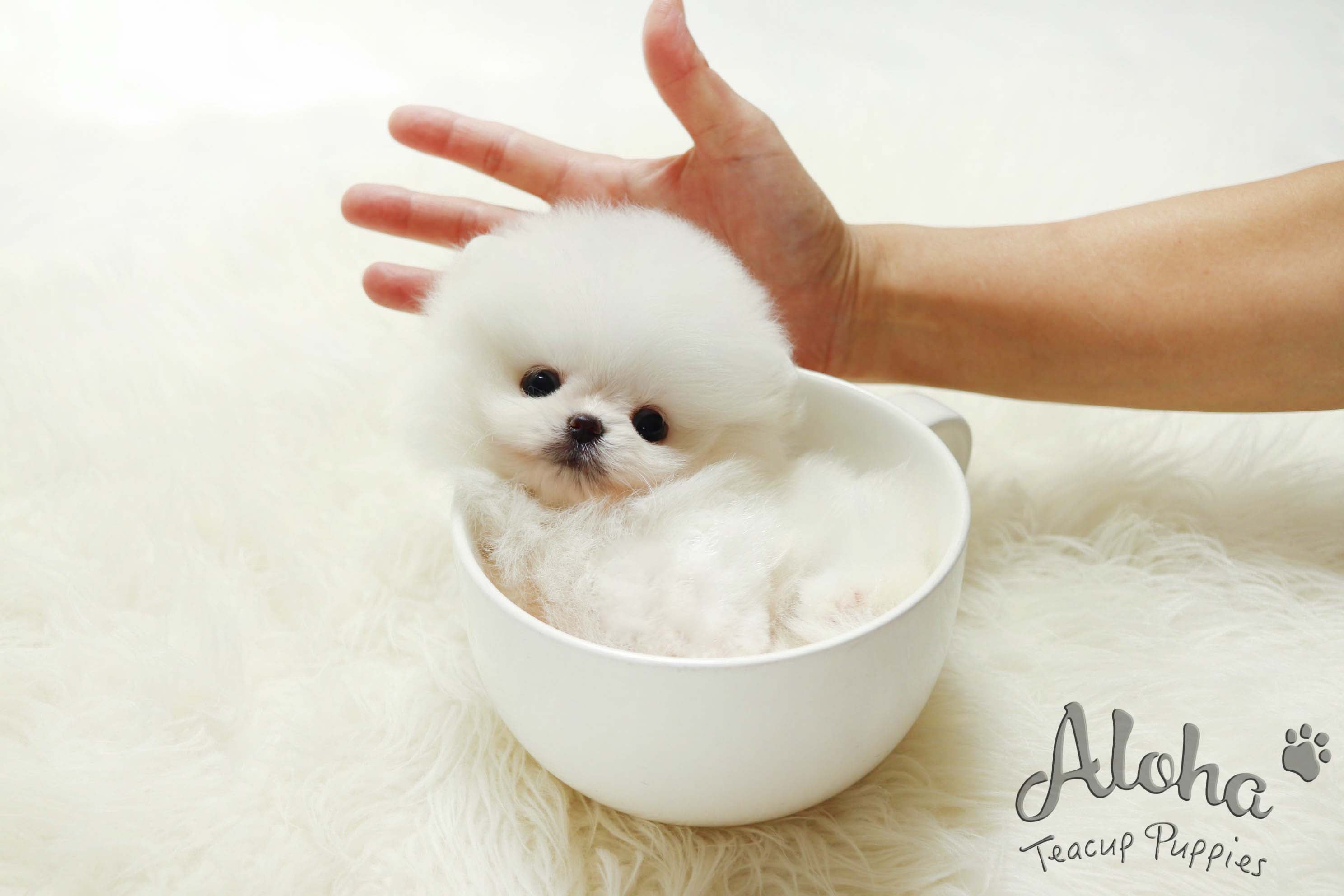 Sold to Sana, Dior [TEACUP POMERANIAN]