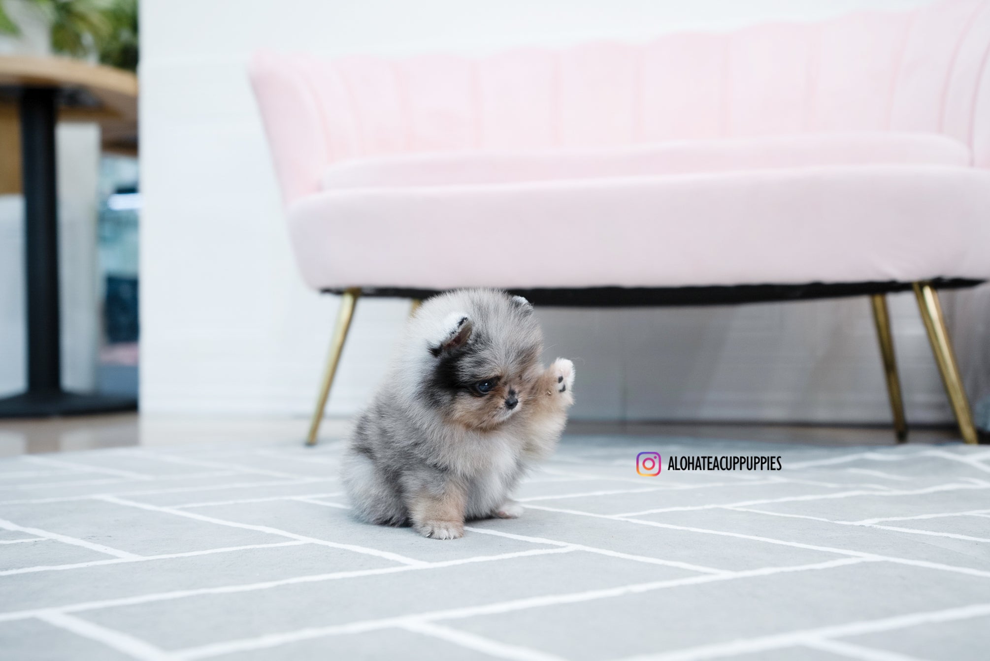 Jennet [TEACUP POMERANIAN]