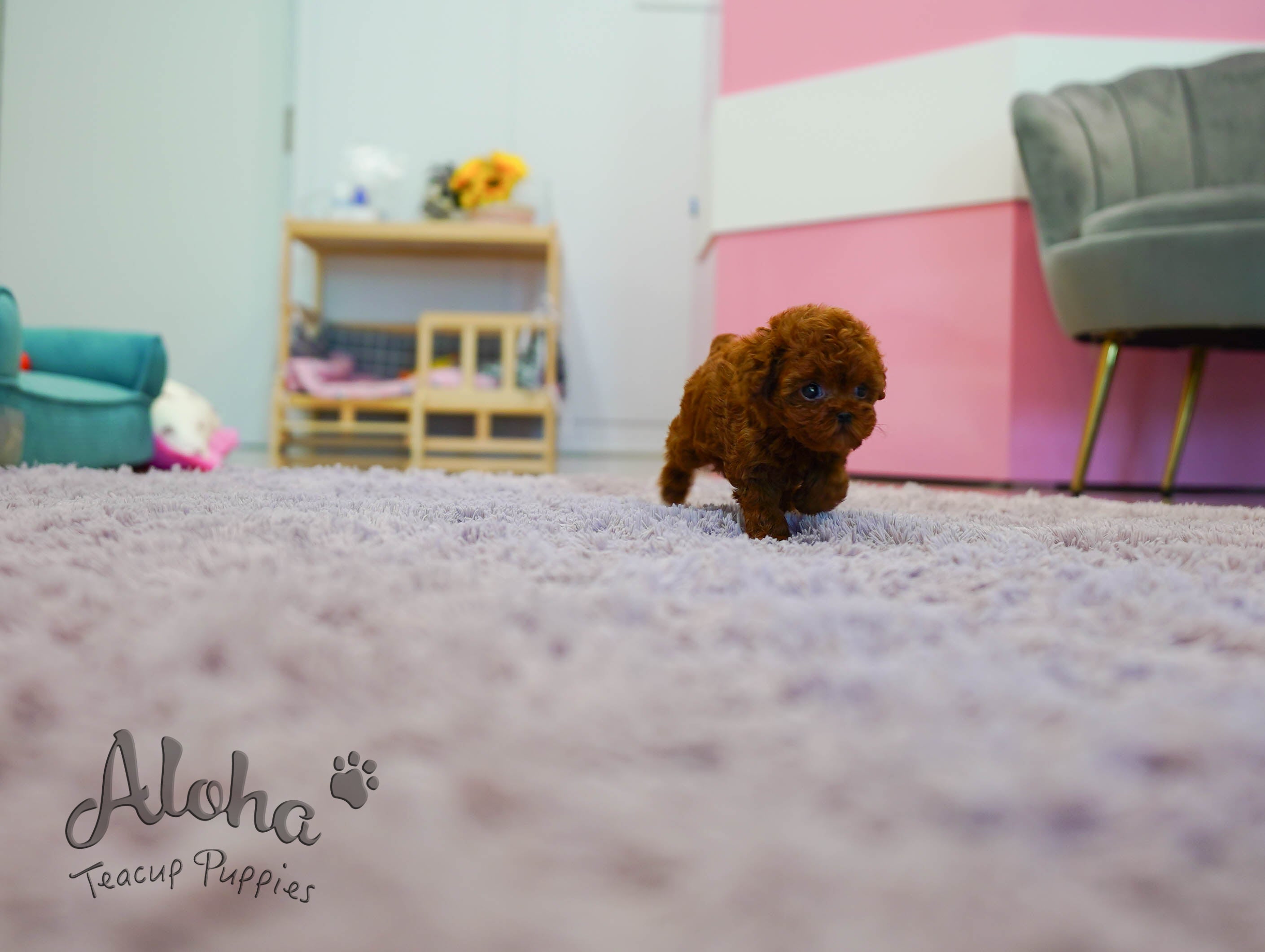 MACARON [TEACUP POODLE]