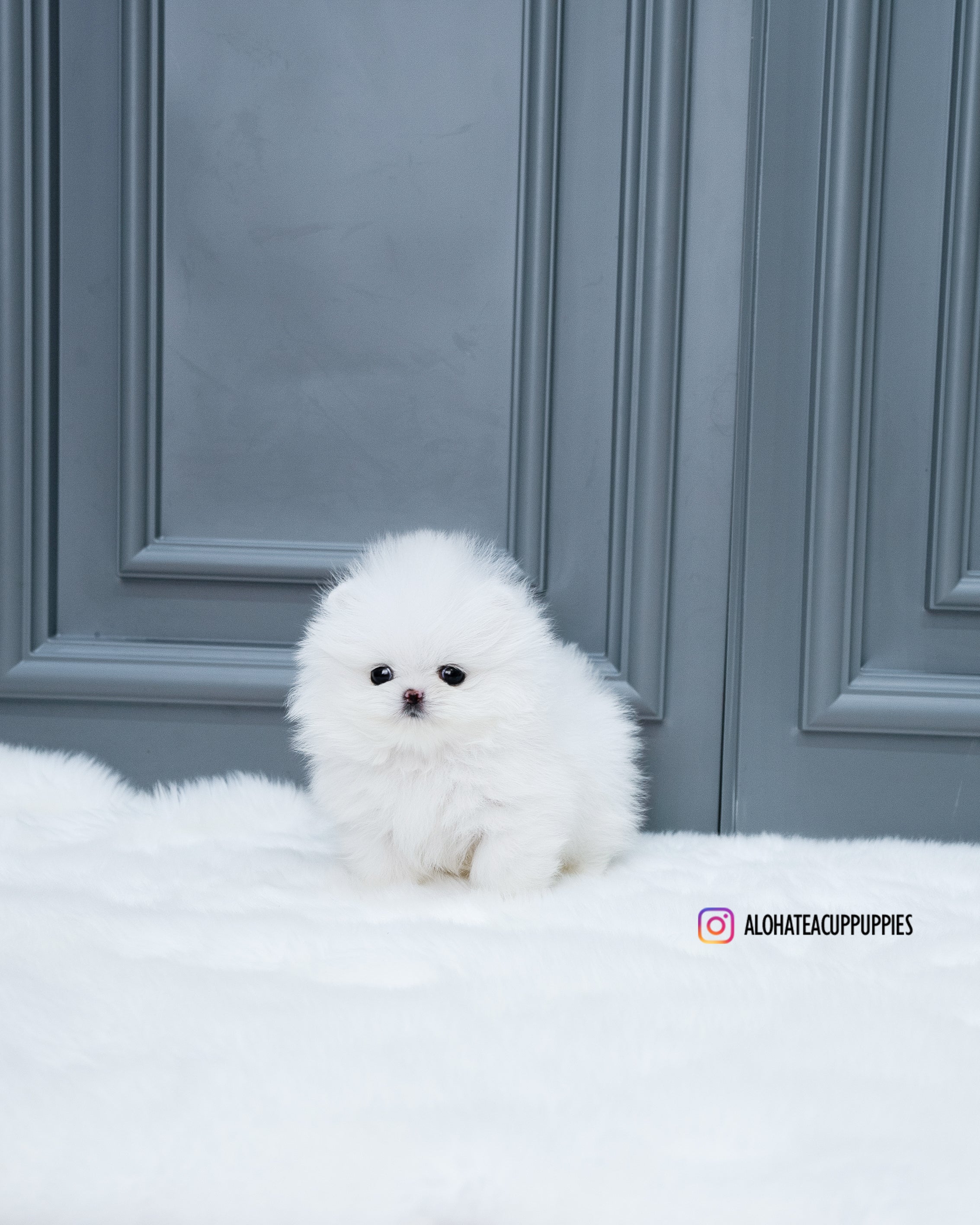 Efectivo [POMERANIA TAZA DE TÉ]