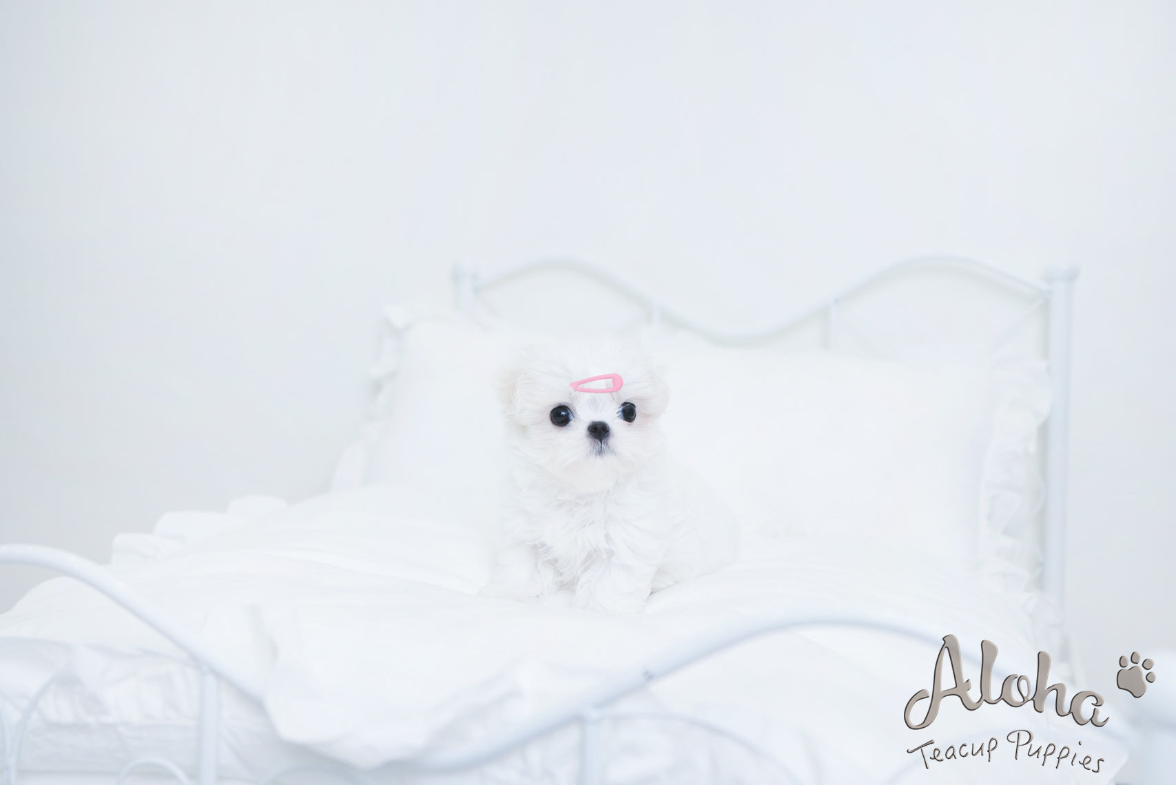 Benjamin [TEACUP MALTESE]
