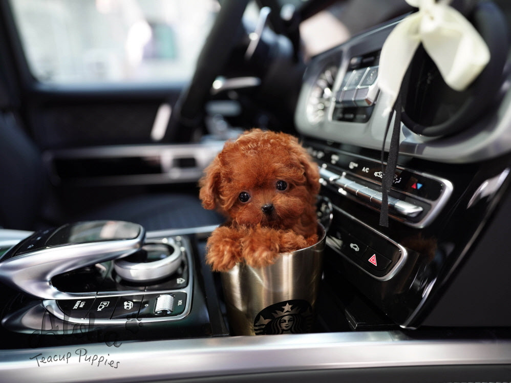Buster [Micro POODLE]