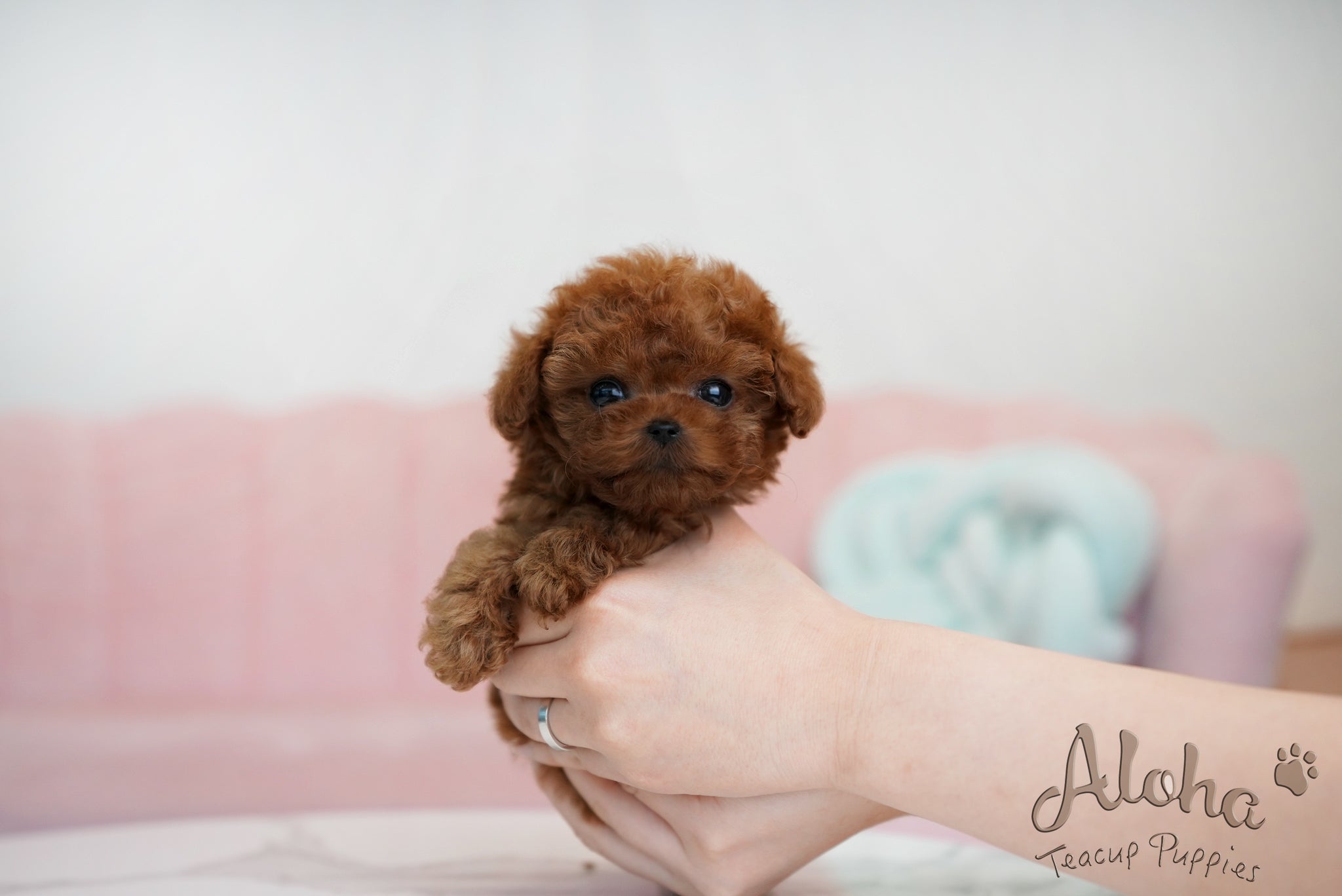 Brian [TEACUP POODLE]