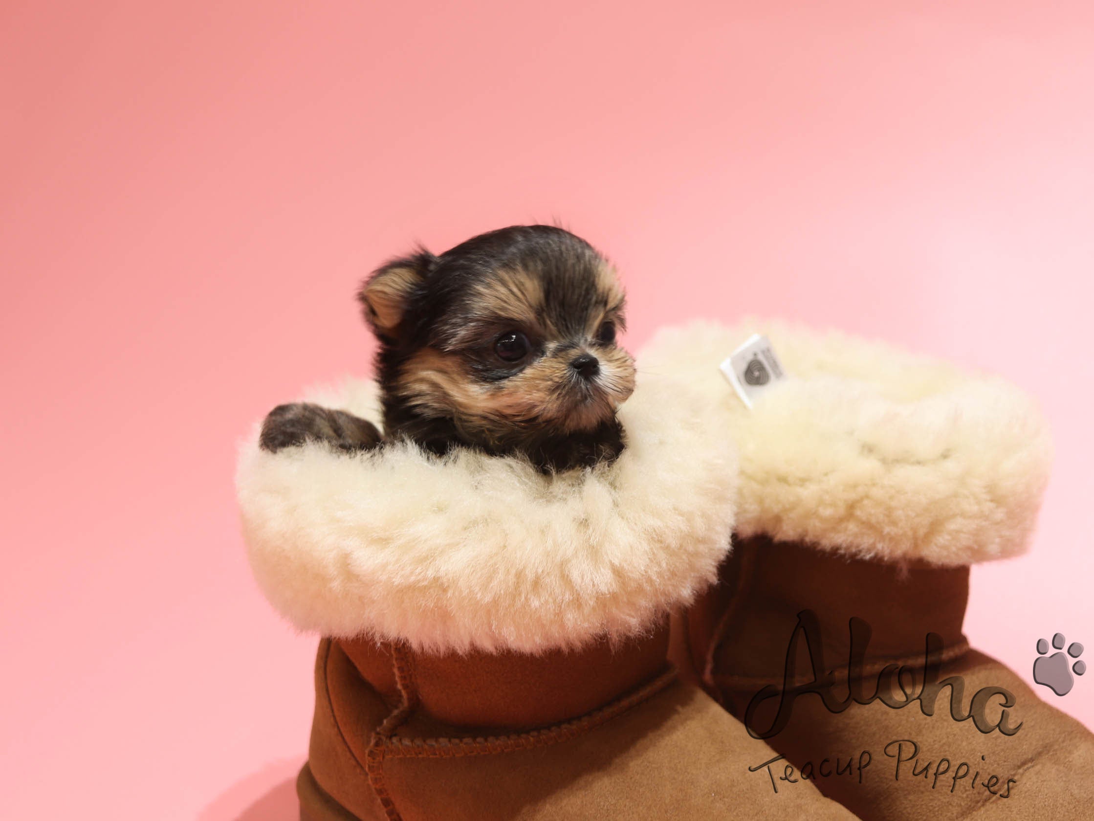Mong [TEACUP Morkie]