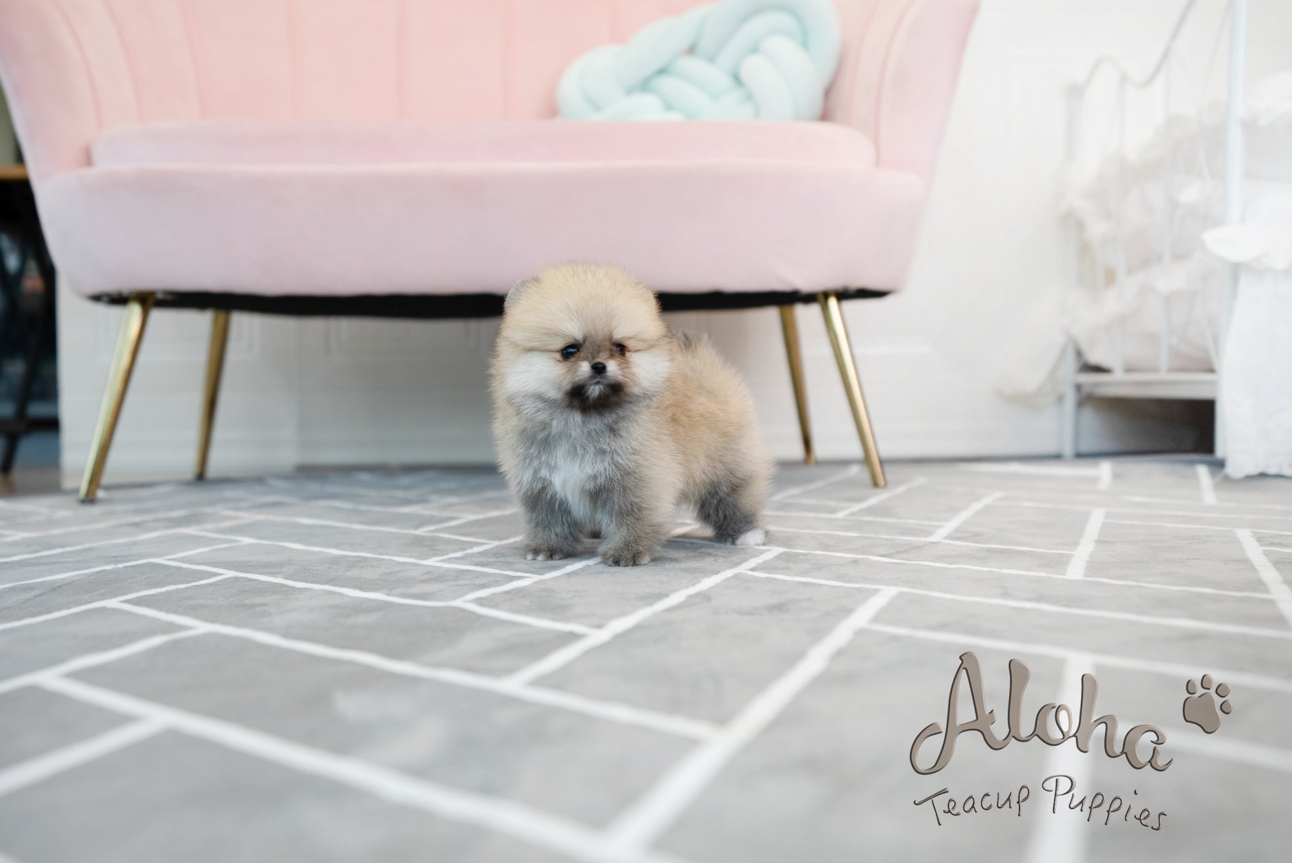 GUCCI [TEACUP POMERANIAN]