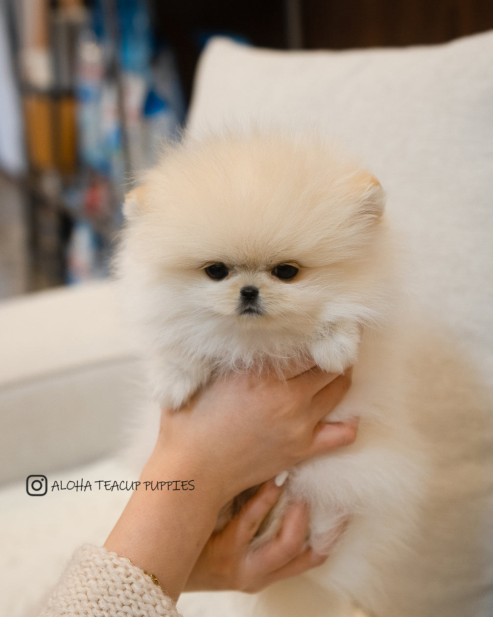 Luca [TEACUP POMERANIAN]