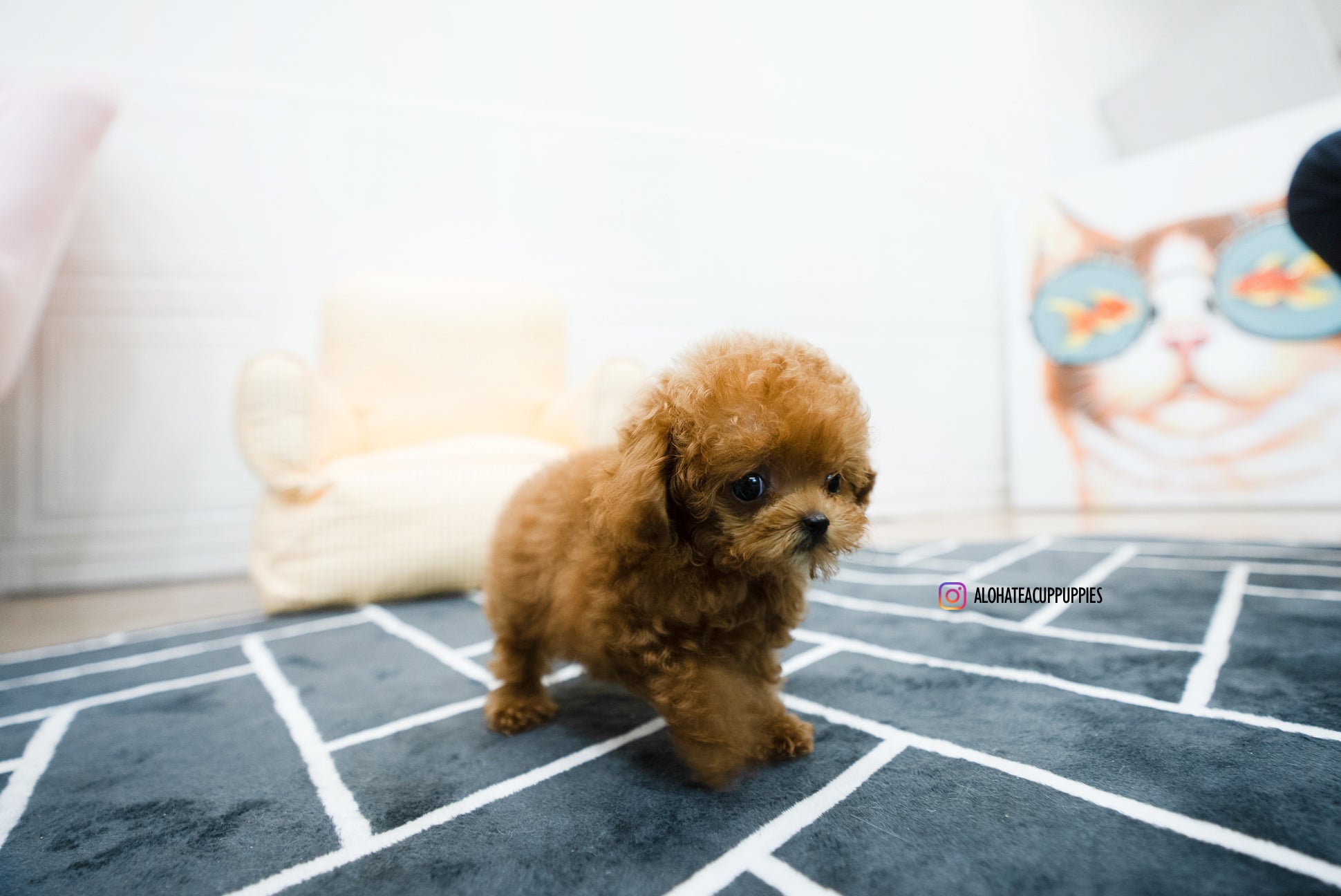 Hazel [TEACUP POODLE]