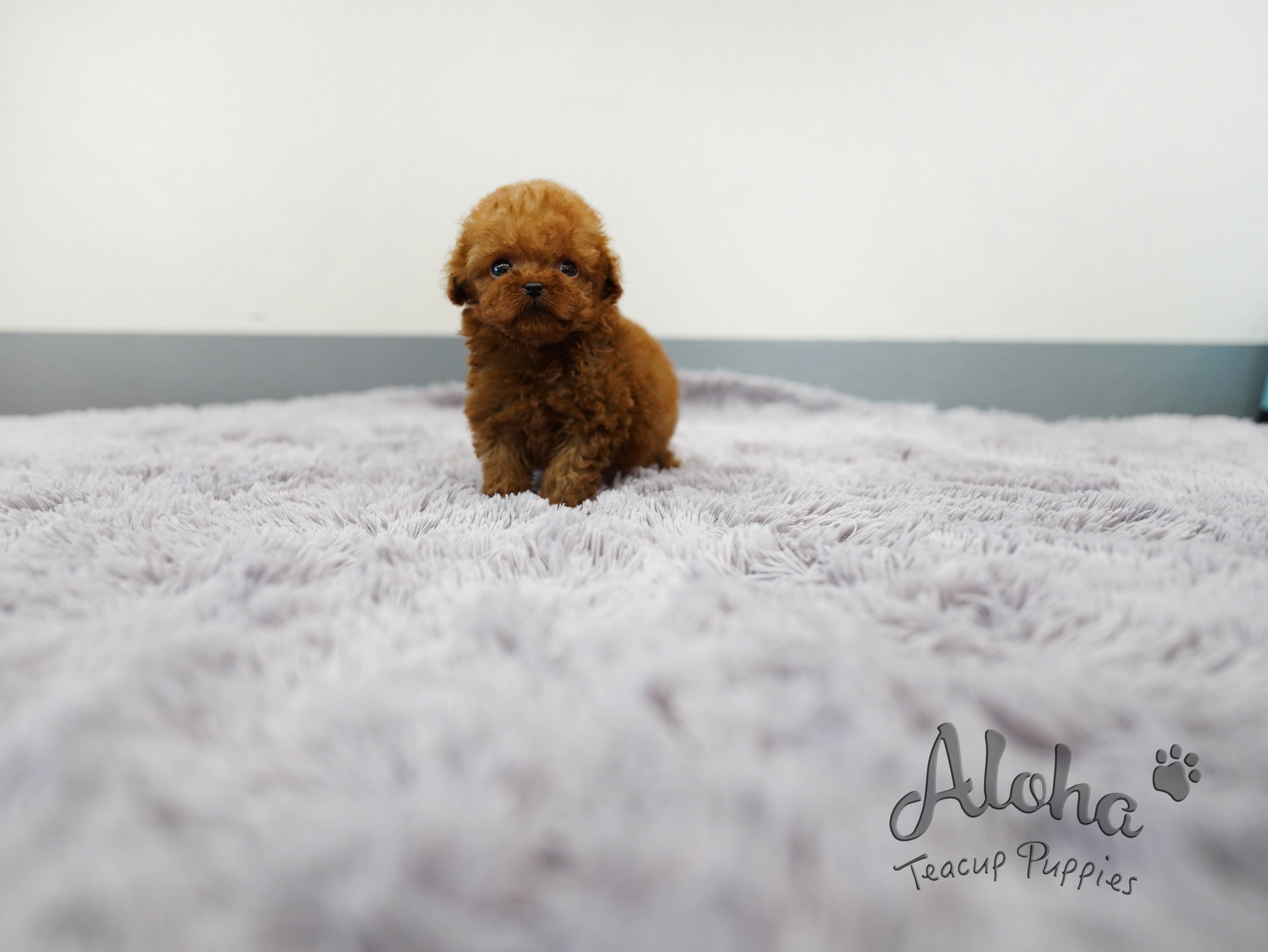 Teddy [TEACUP POODLE]