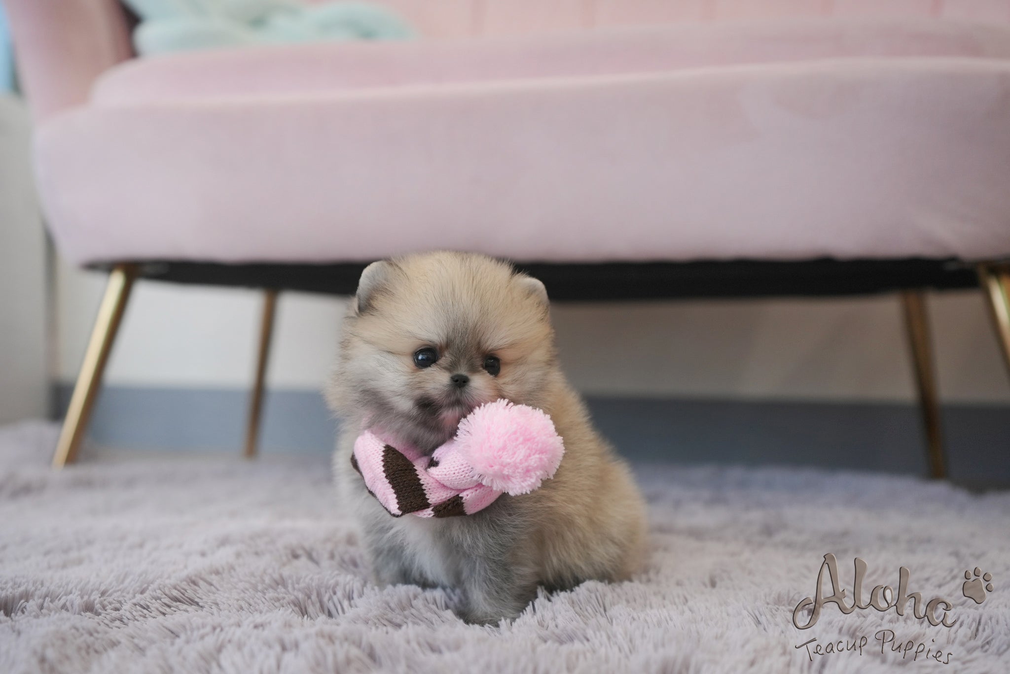 Benji [TEACUP POMERANIAN]