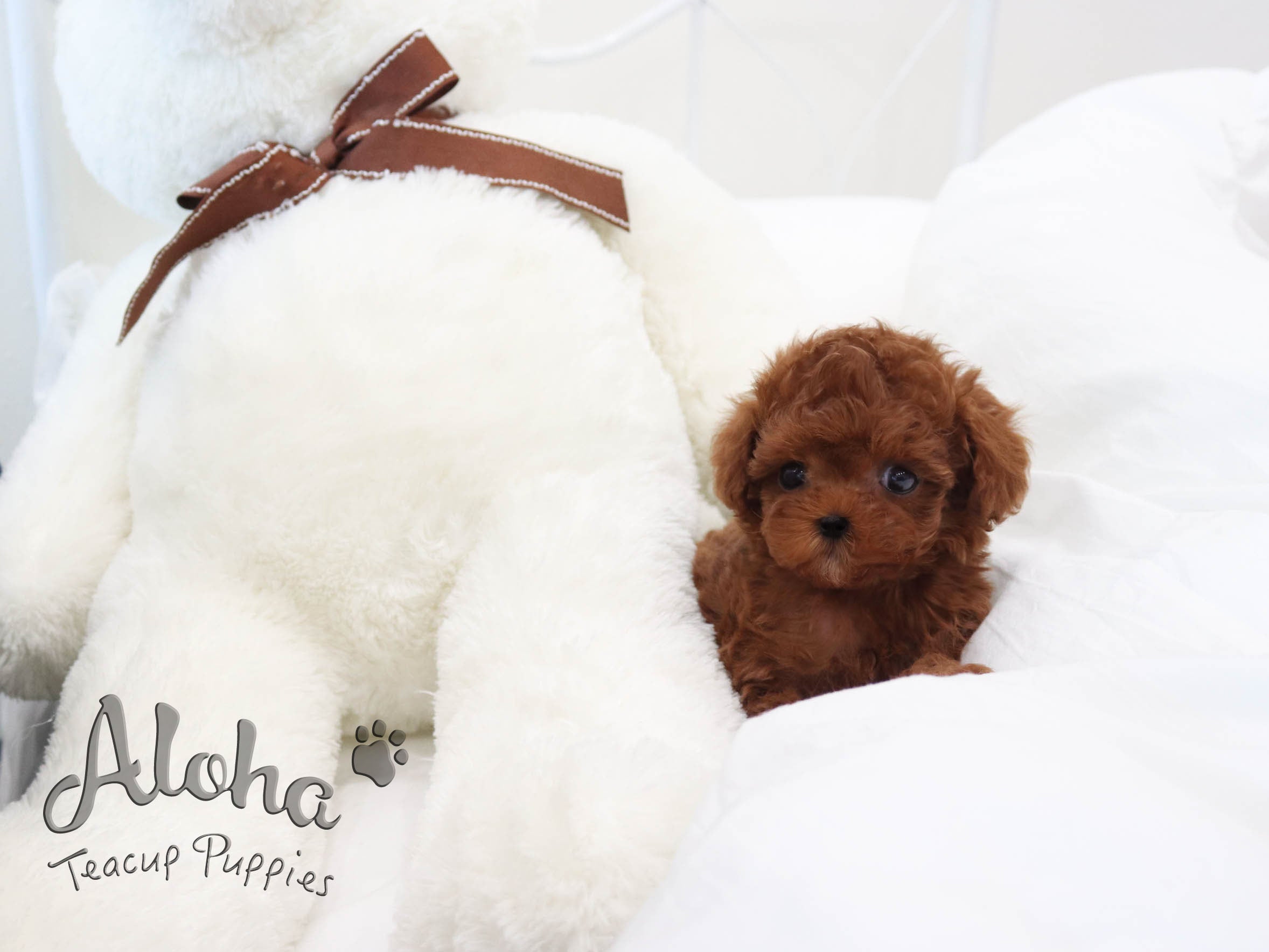 Luna [TEACUP POODLE]