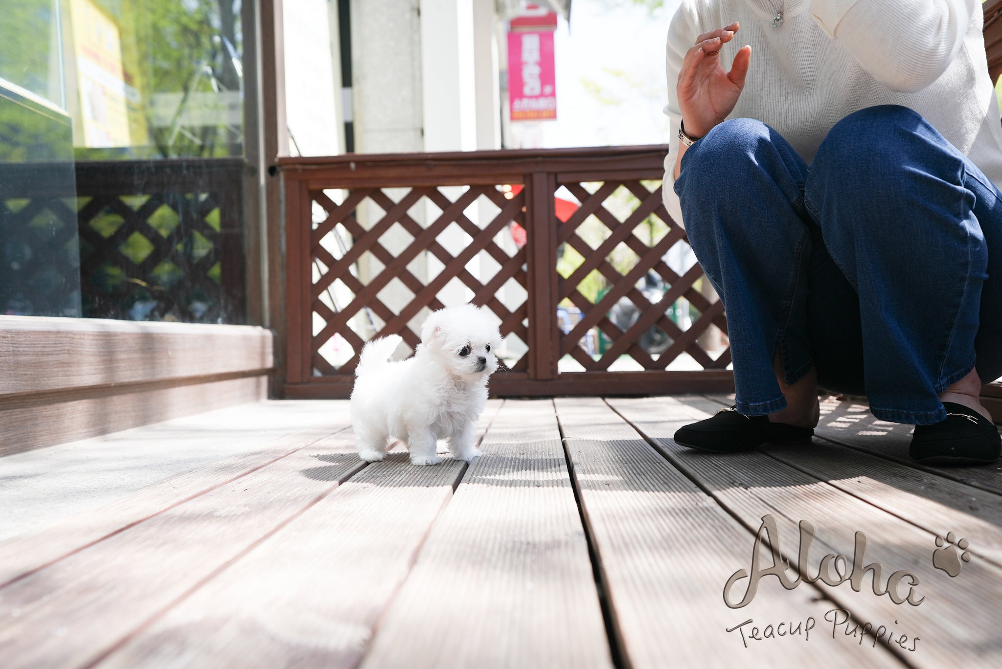 Daisy [TEACUP MALTESE]
