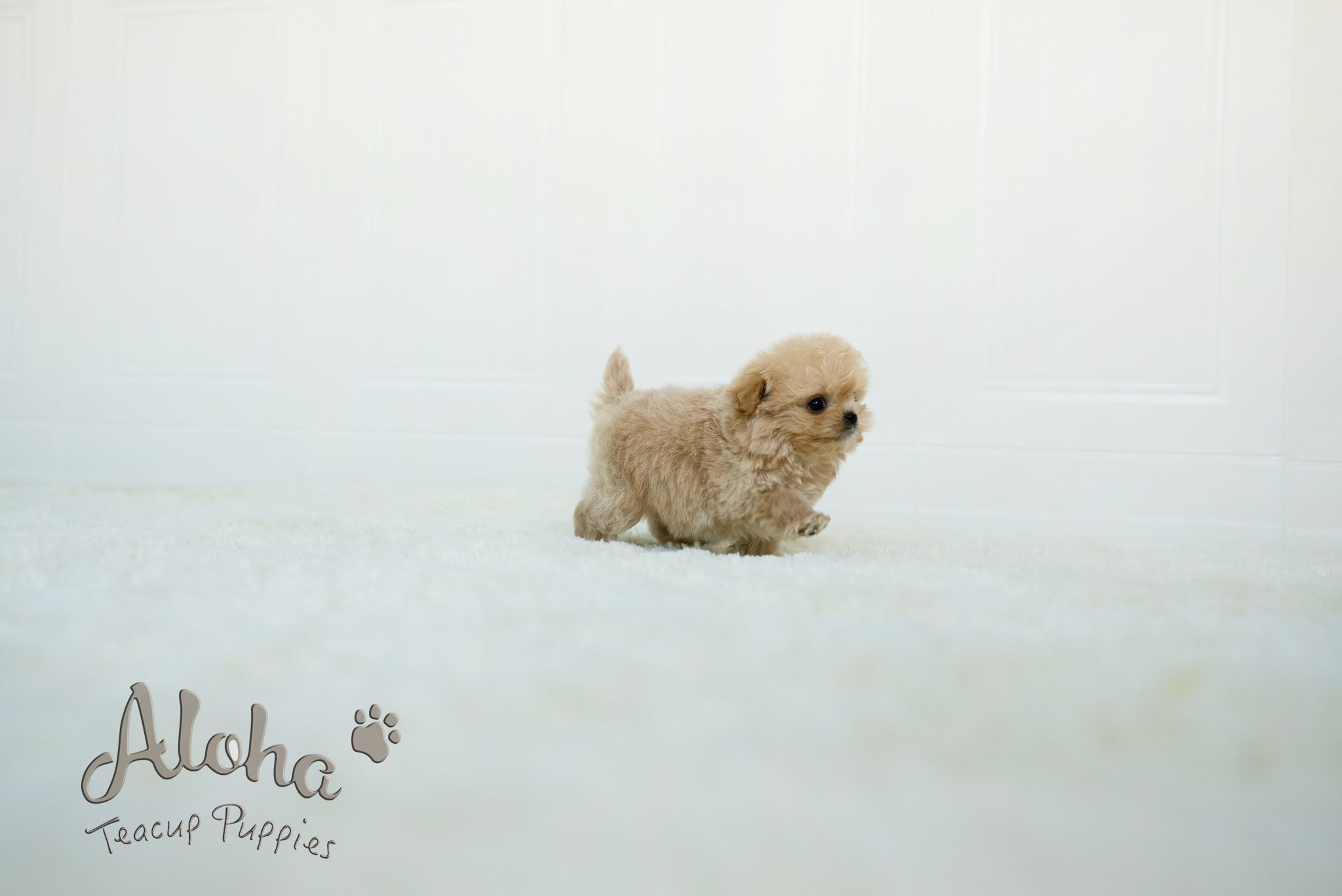 Mario [TEACUP MALTIPOO]