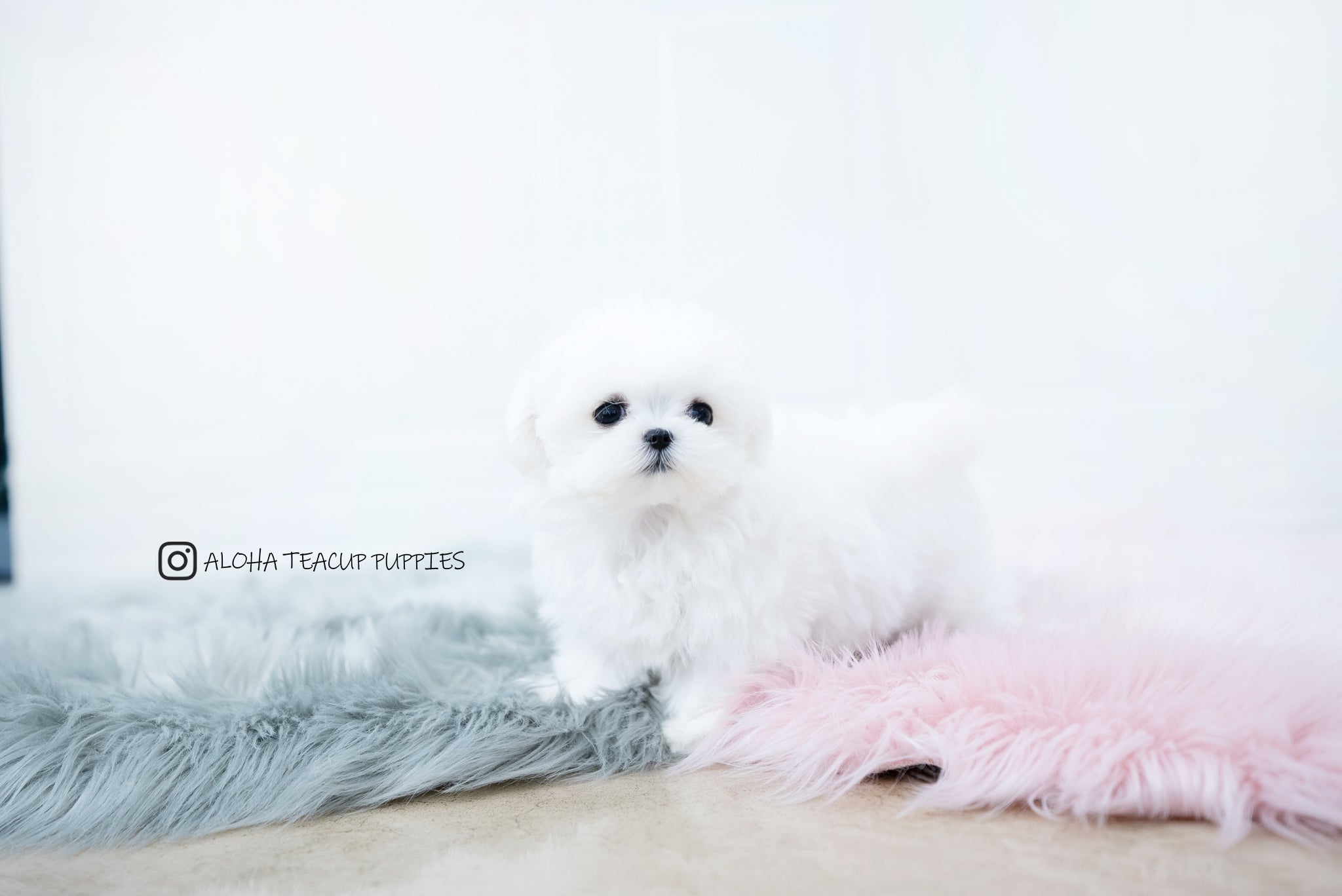 Frida [TEACUP MALTESE]