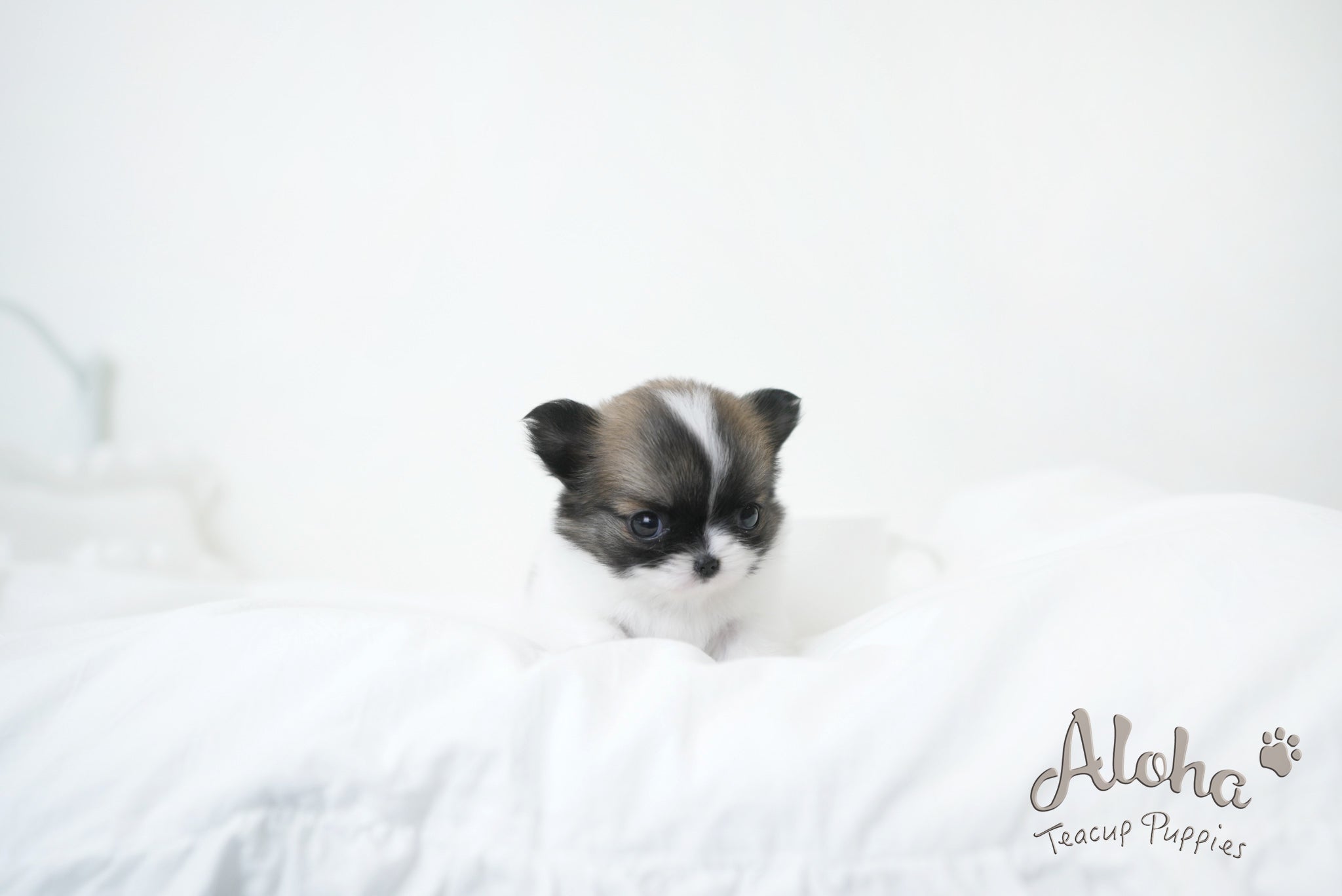Cherry [TEACUP CHIHUAHUA]