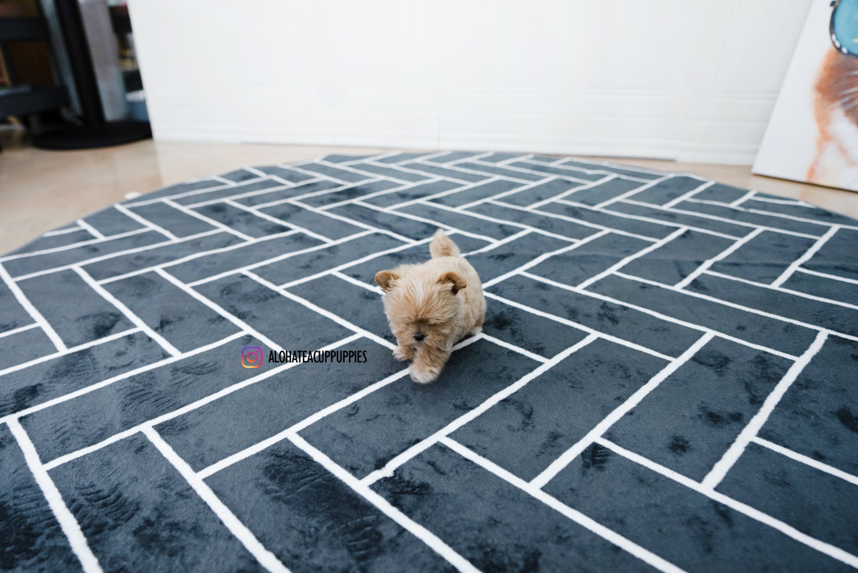 Bruno [TEACUP MALTIPOO]