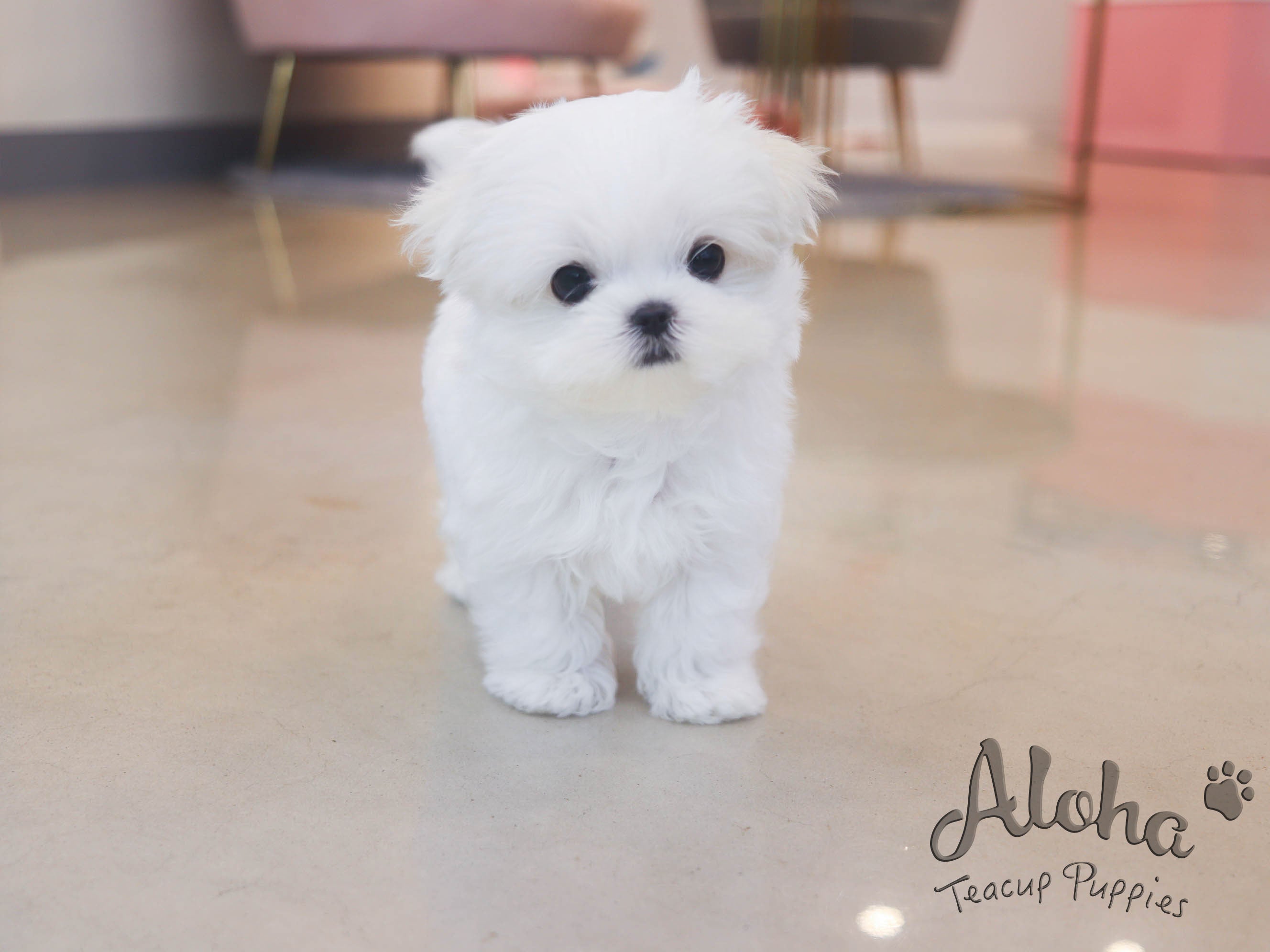 Tofu [TEACUP MALTESE]