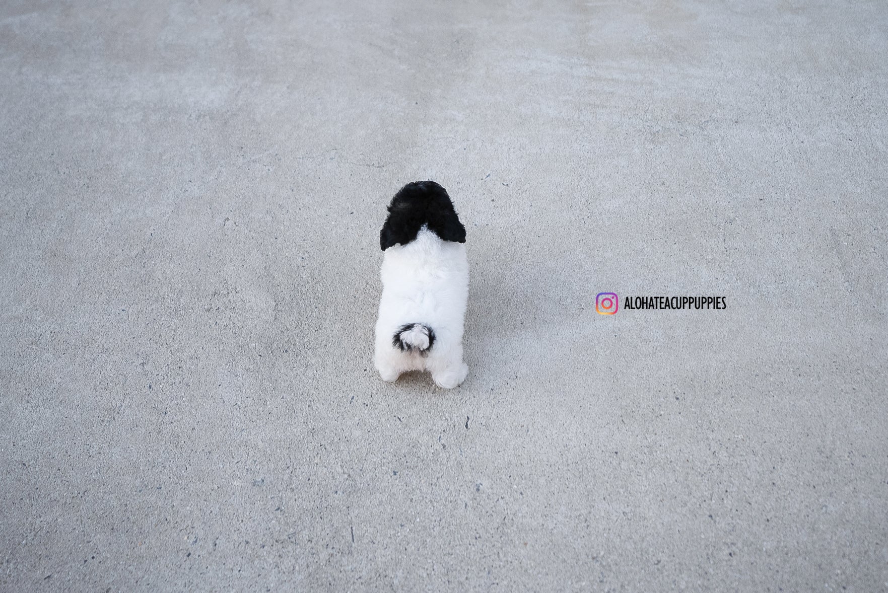 Rory [TEACUP POODLE]