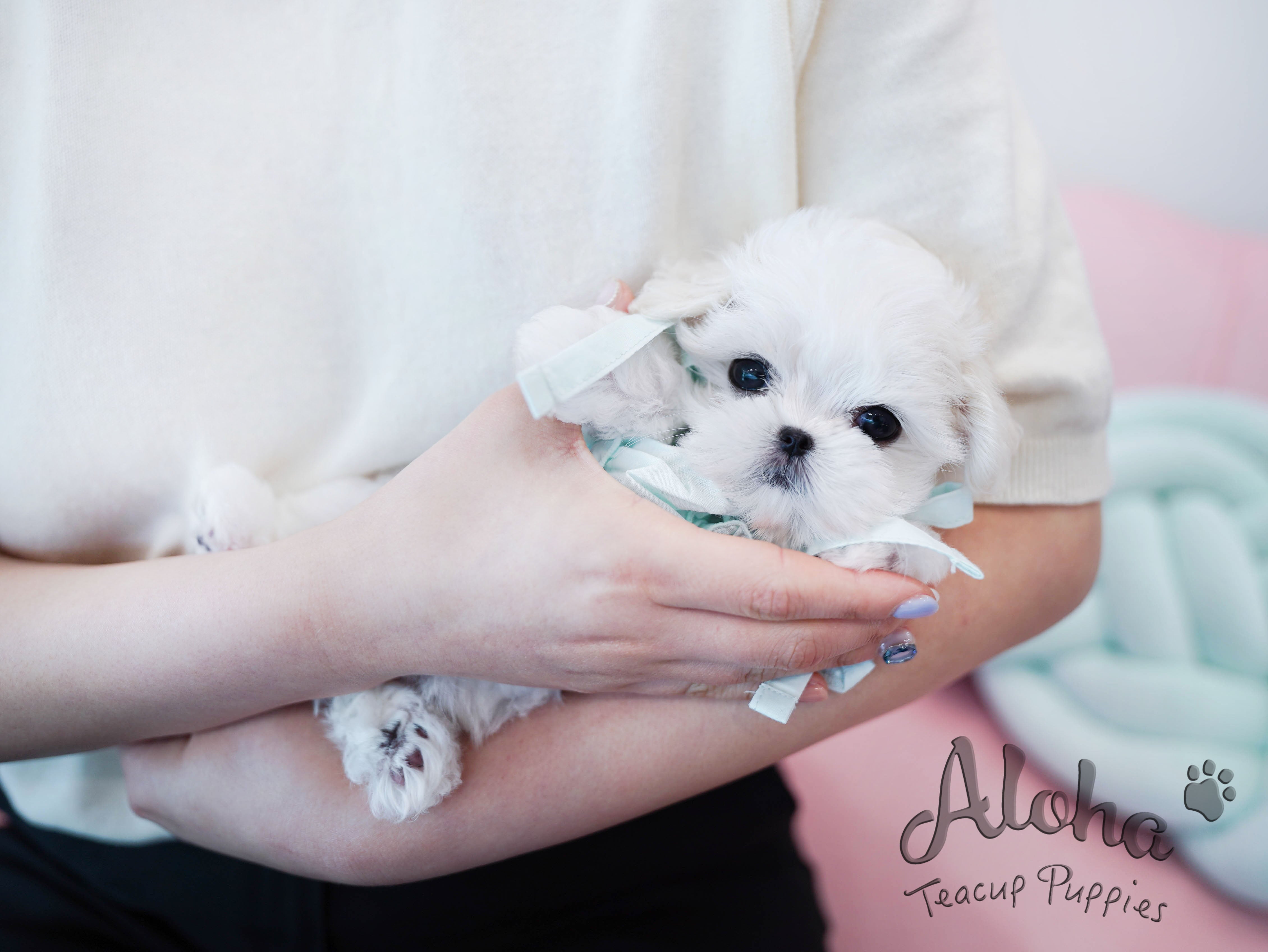 Agata [TEACUP MALTESE]