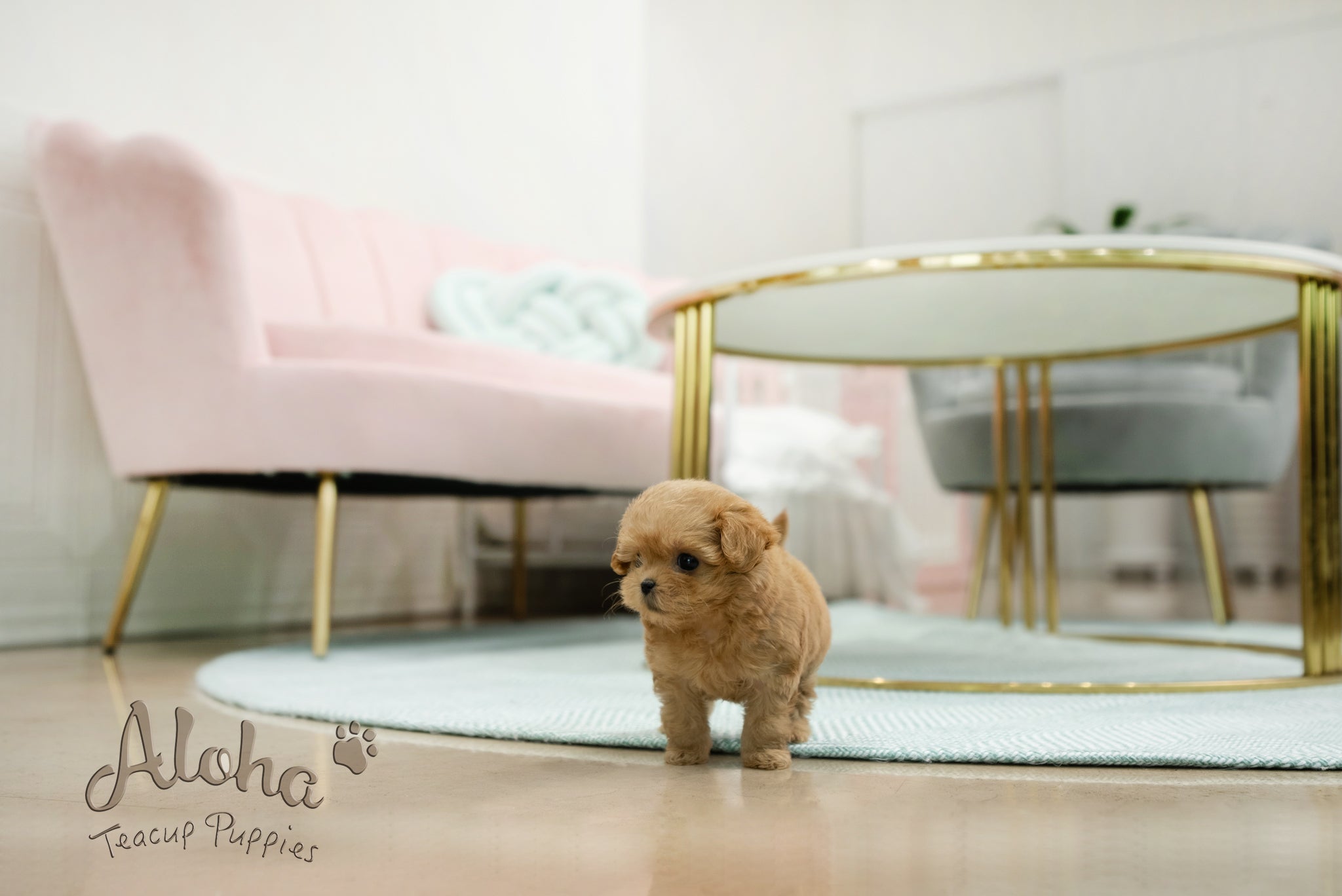 Mabel [TEACUP MALTIPOO]