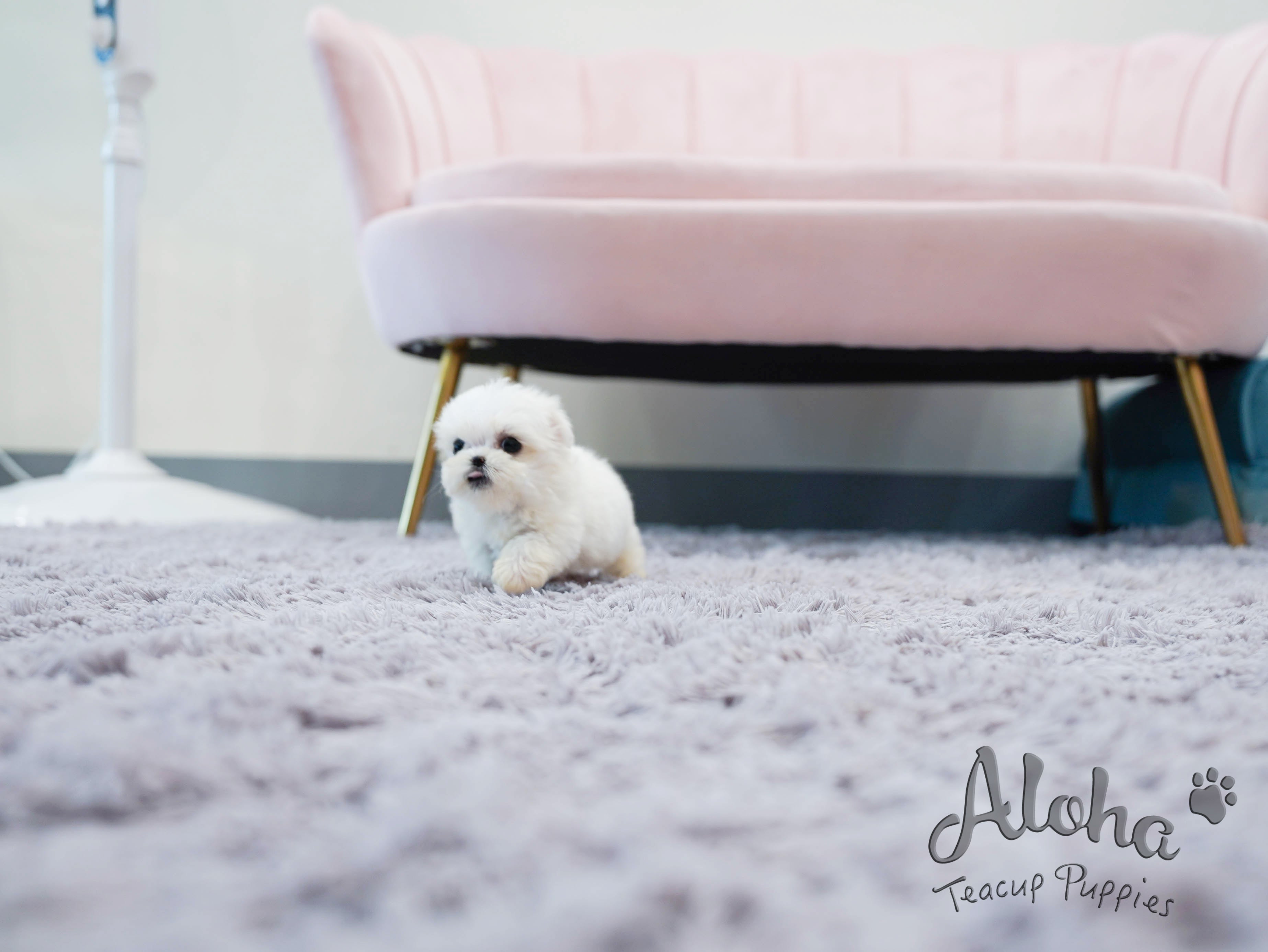 Nana [TEACUP MALTESE]