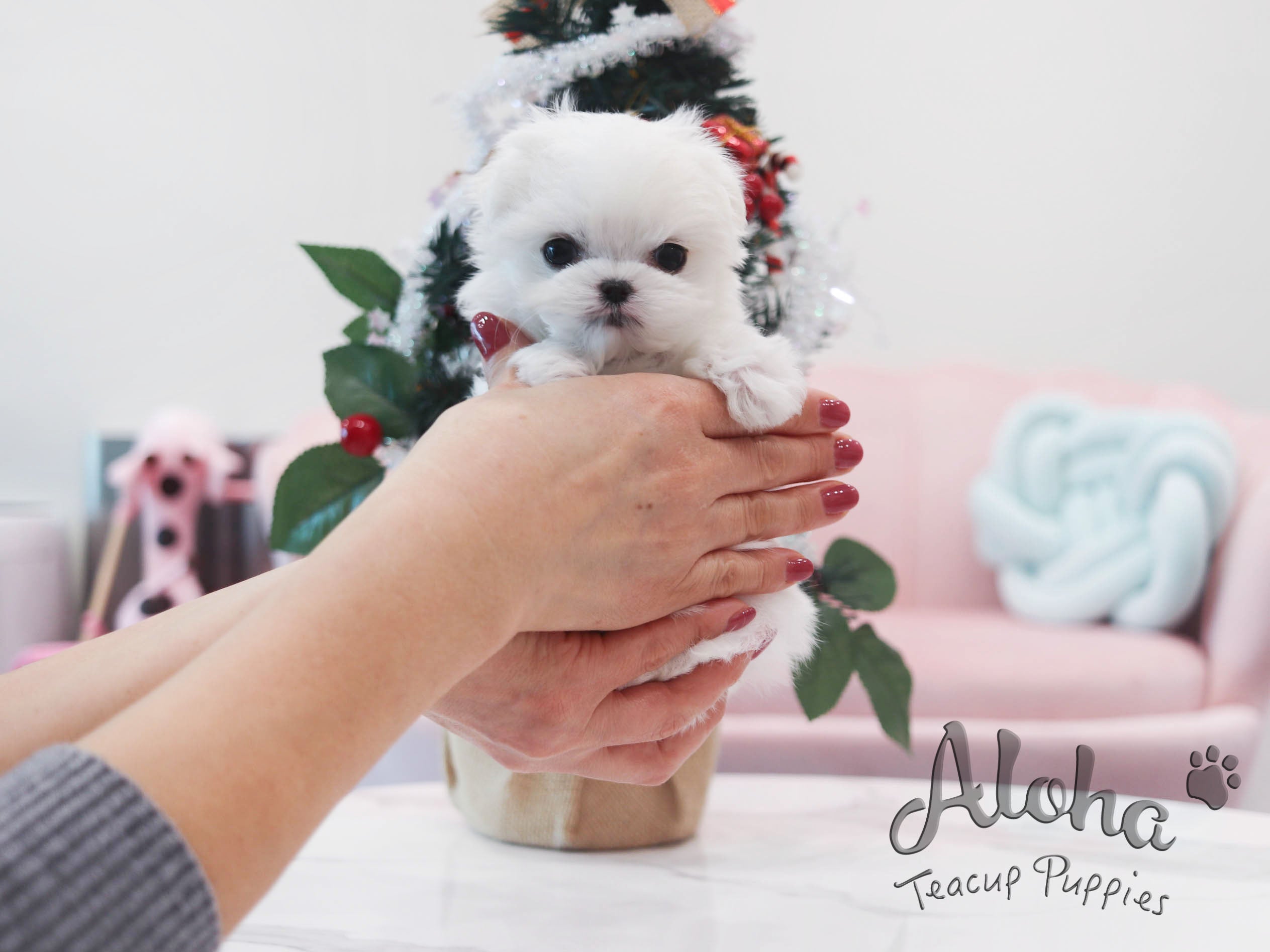 Rudolph [TEACUP Maltese]