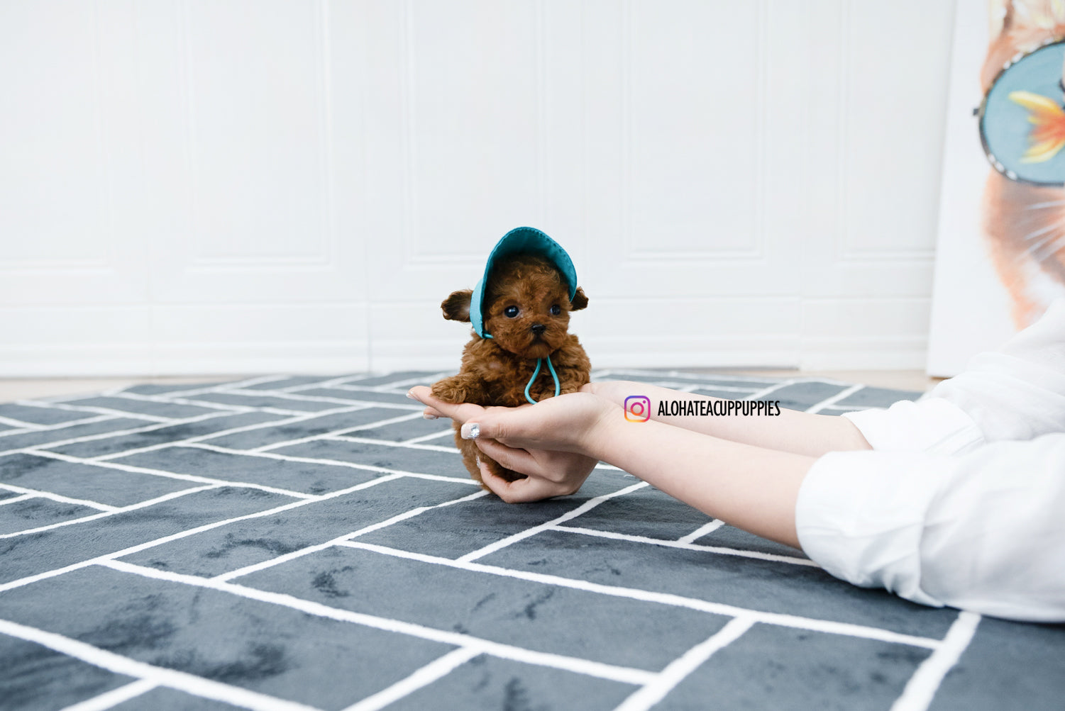 Alice [TEACUP POODLE]