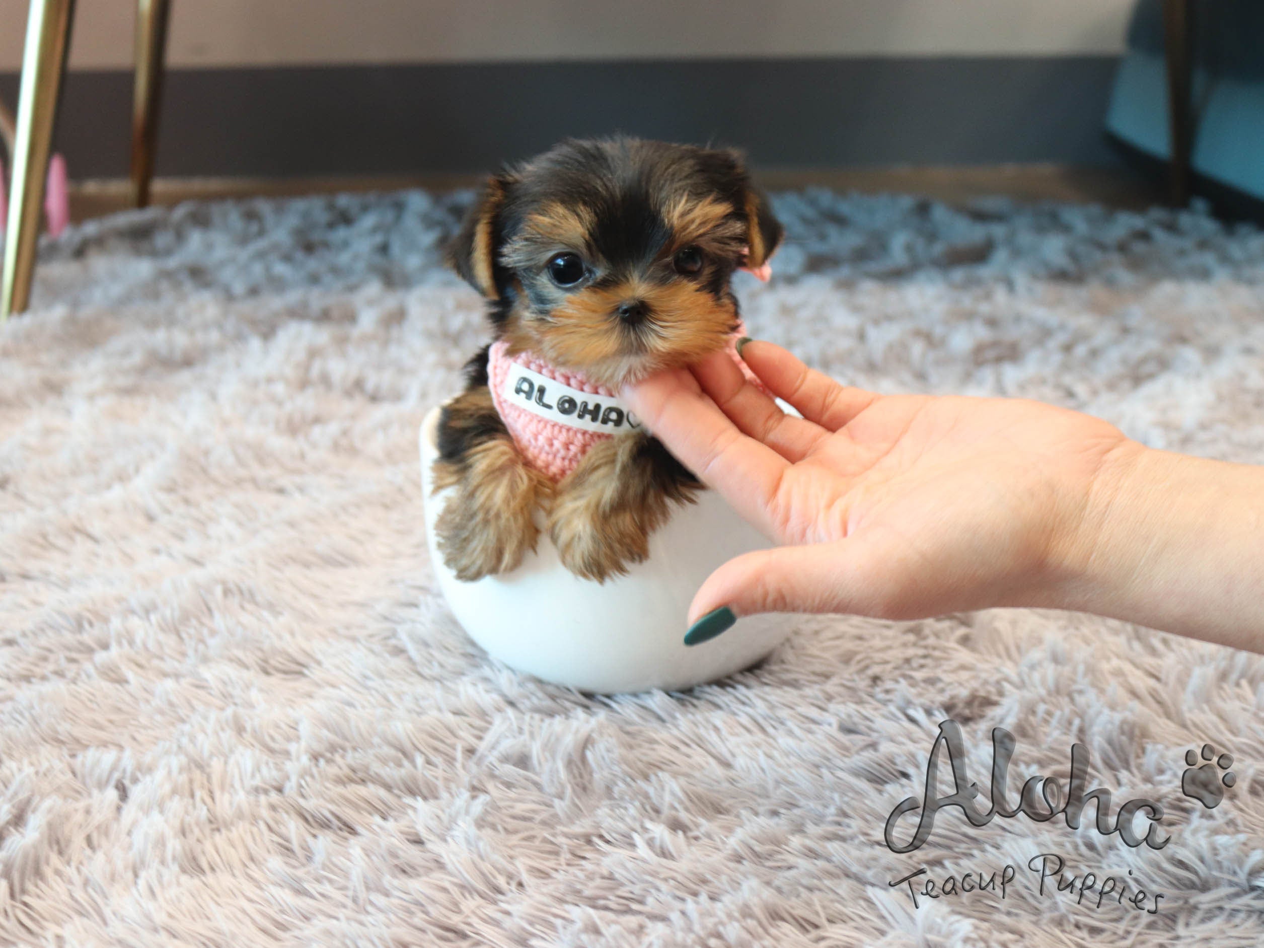 Tiffany [TEACUP Yorkie]