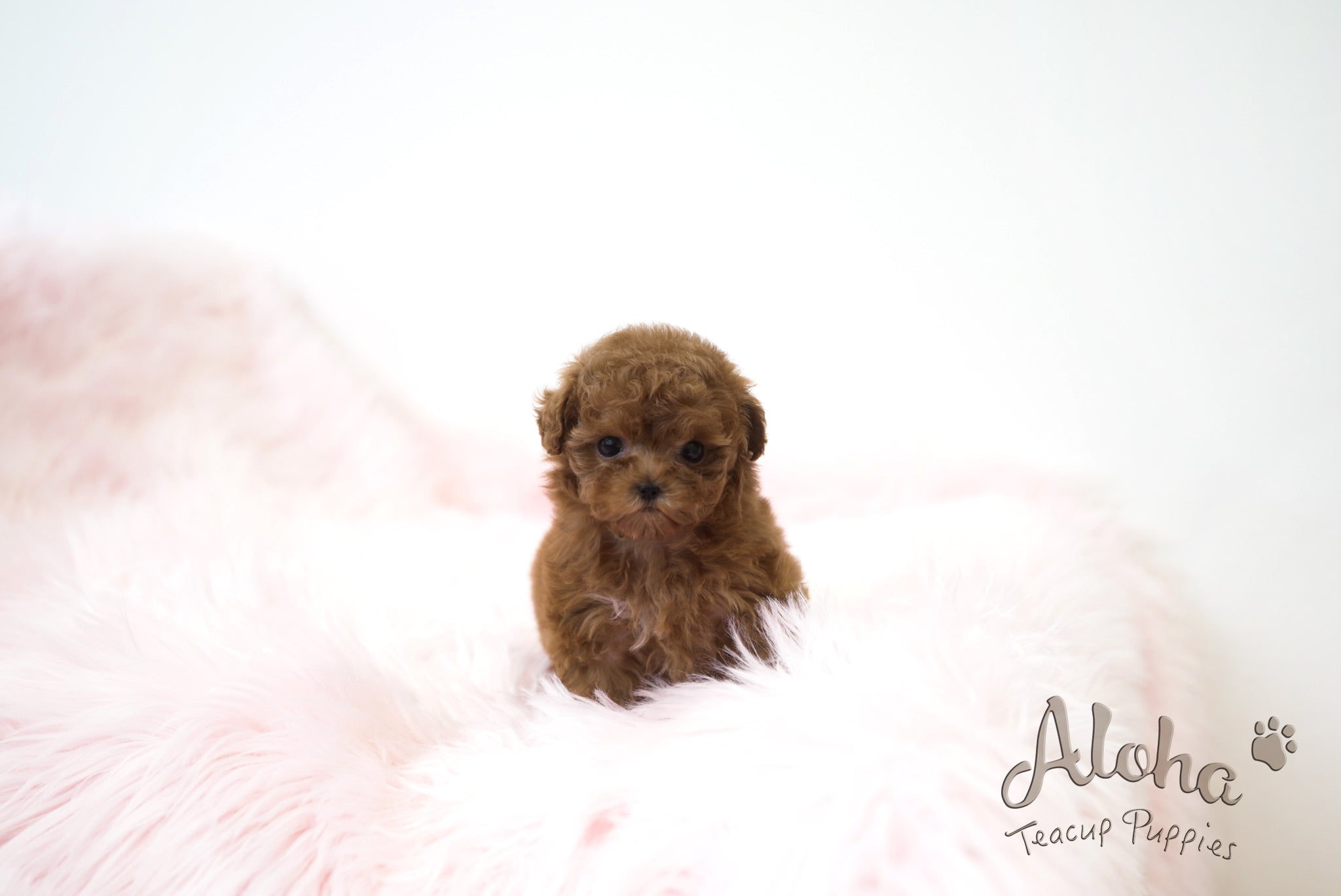 Lizzy [TEACUP POODLE]