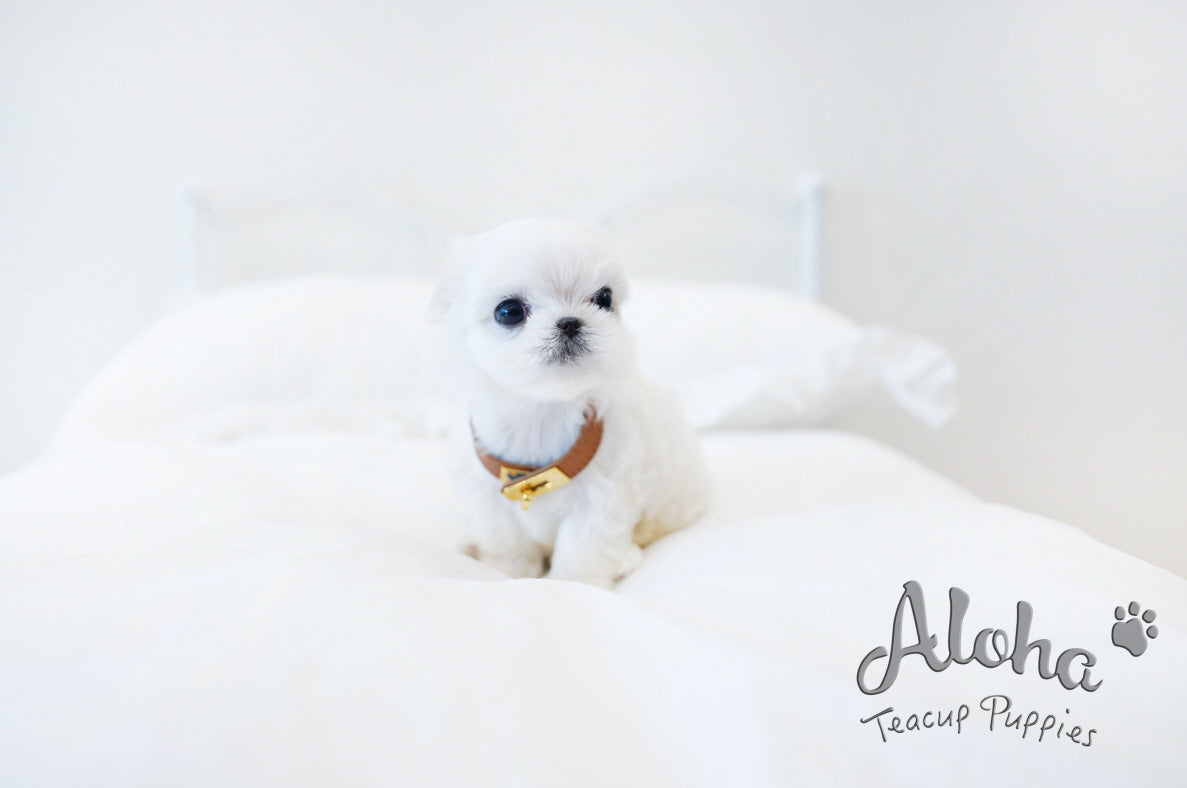 Dove [TEACUP MALTESE]