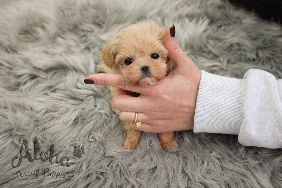 Dorothy [TEACUP Maltipoo]