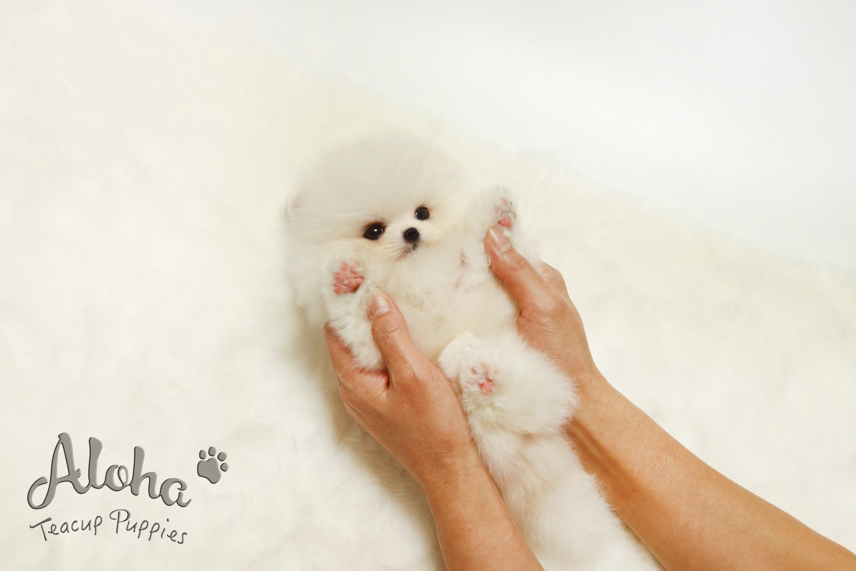 Vendida a Amelia, Boo [Pomerania miniatura]
