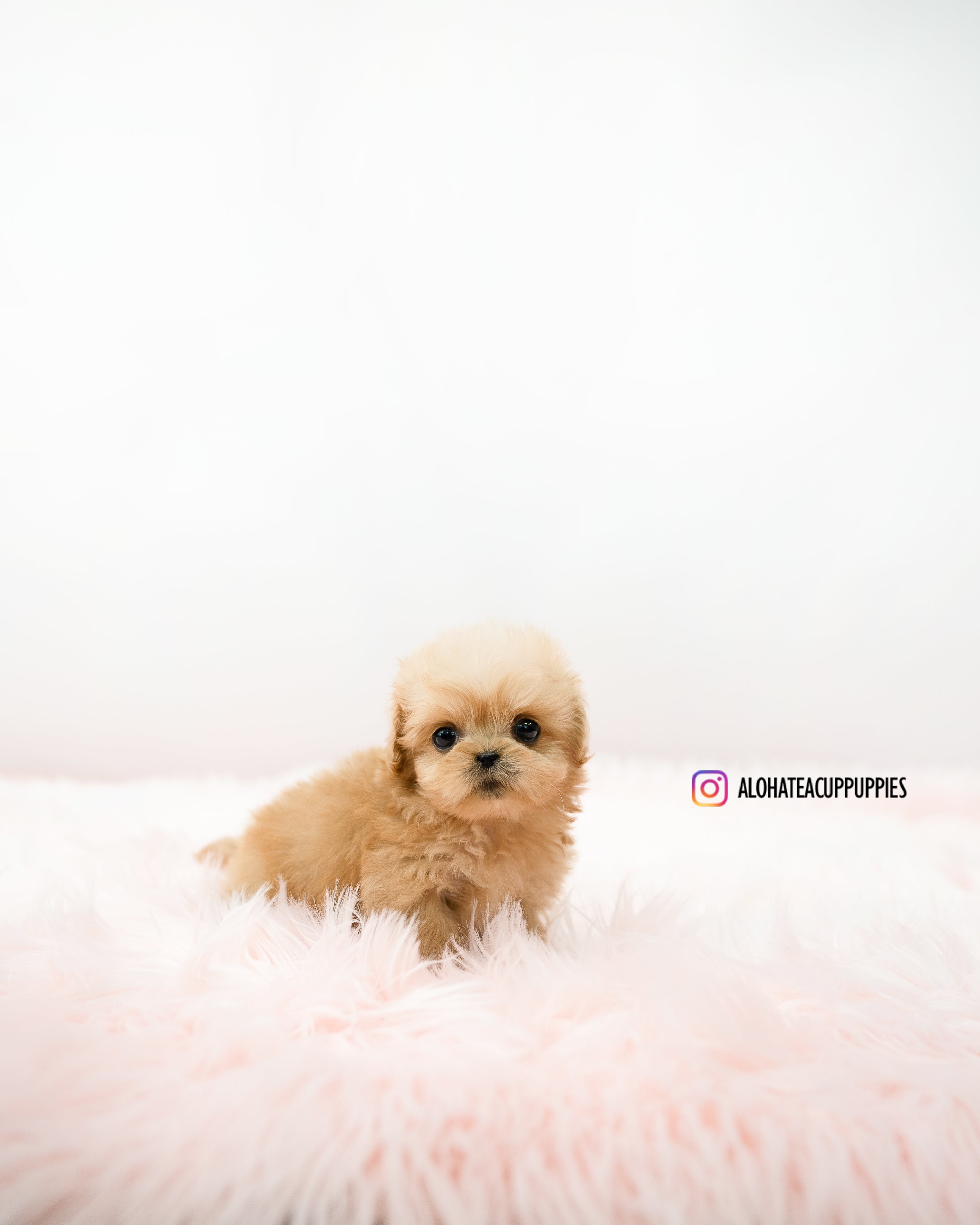 Cooper [TEACUP MALTIPOO]