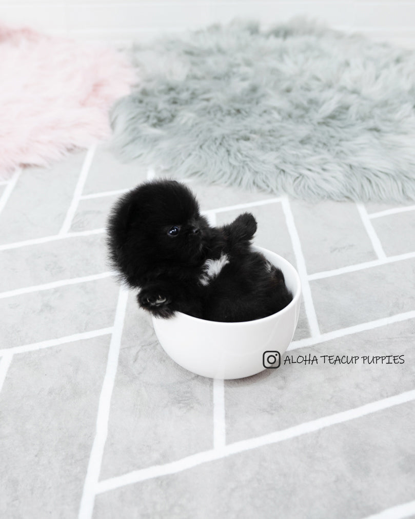 Mika [POMERANIAN]